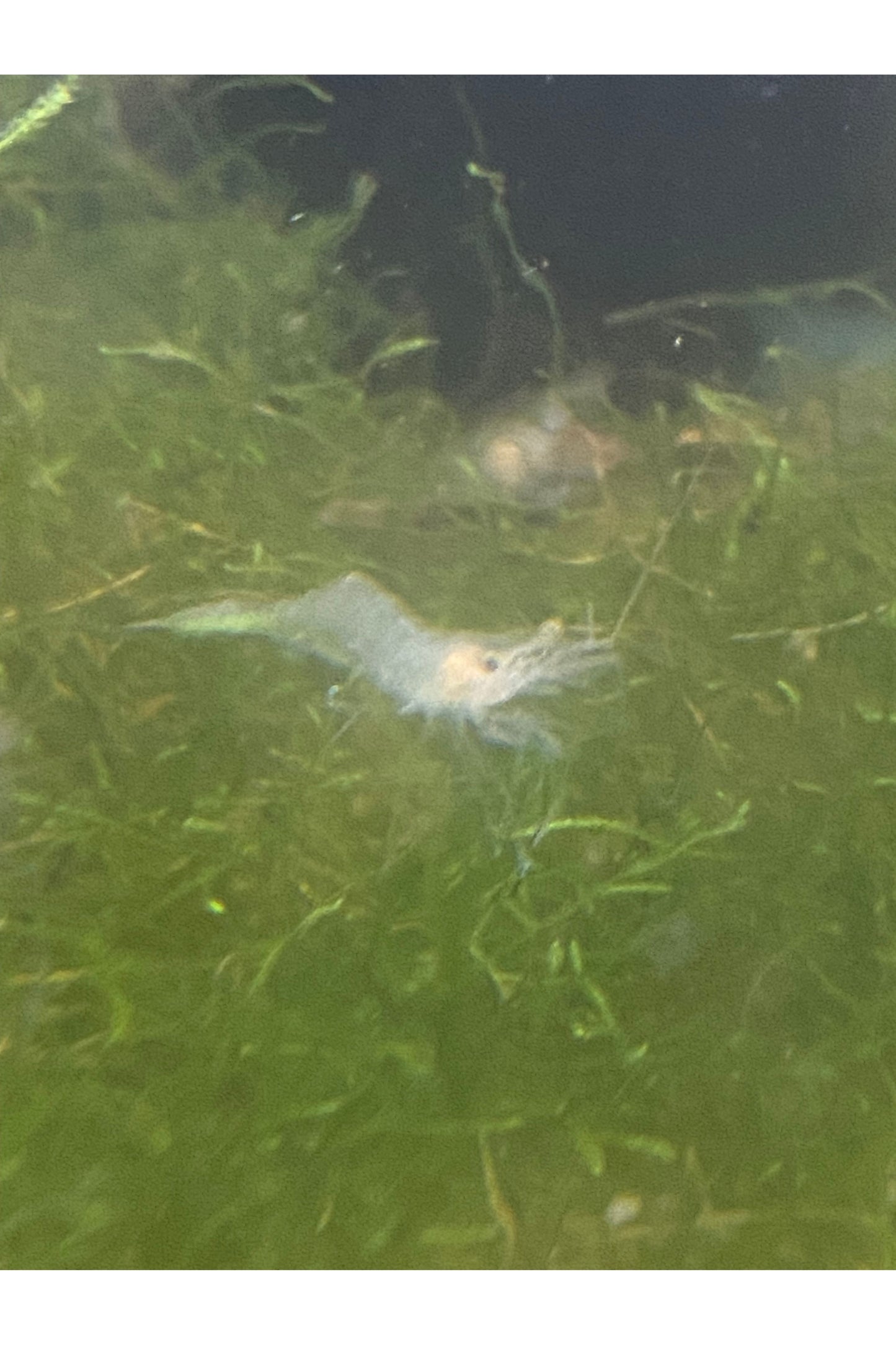 Ghost Shrimp