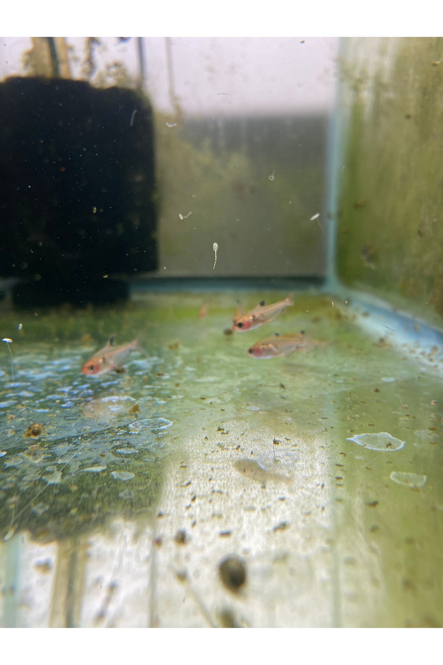 Serpae Tetra