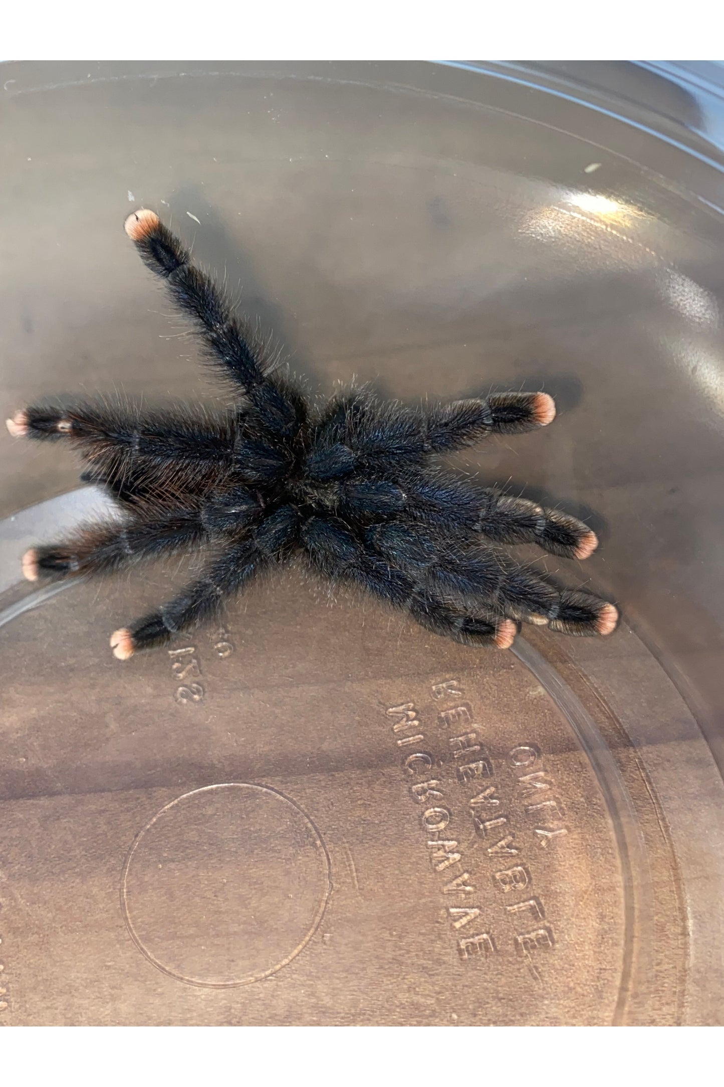 Pink Toe Tarantula