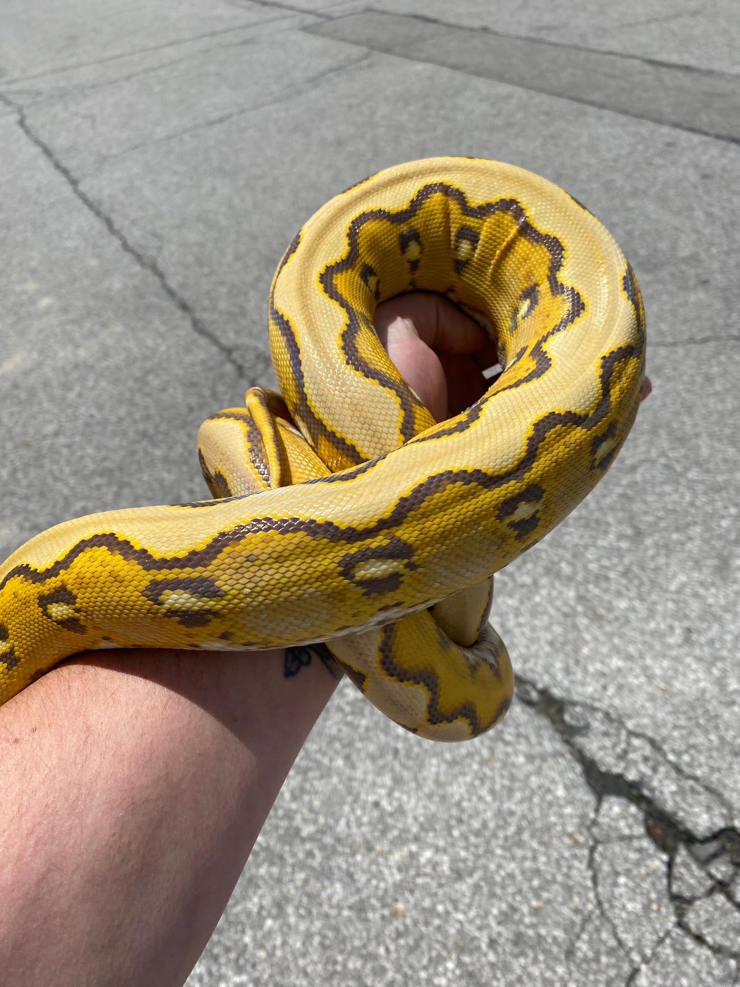 Orange Glow Sunfire Reticulated Python - Sub Adult - Female