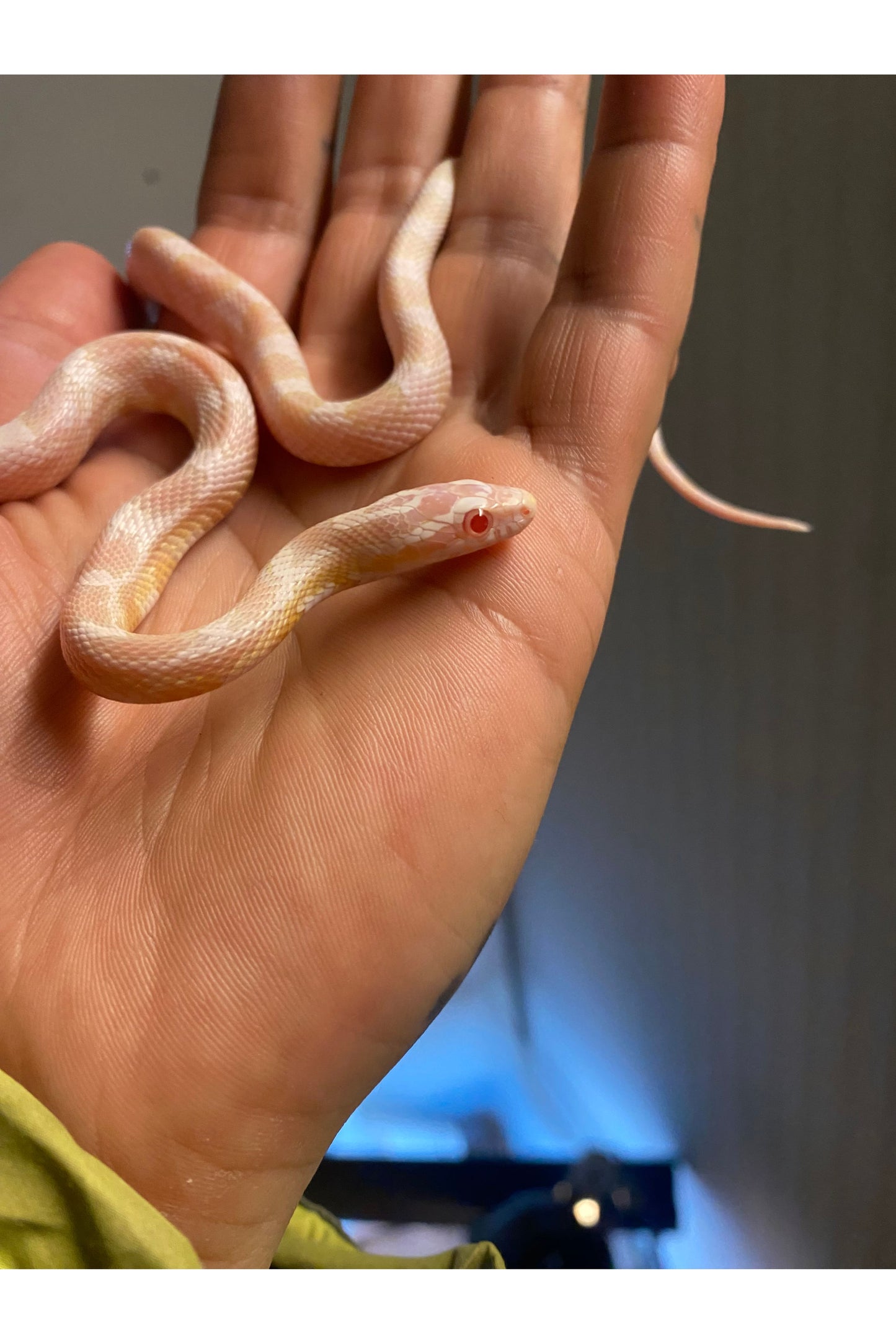 Coral Snow Het Scaleless Corn Snake - Juvenile