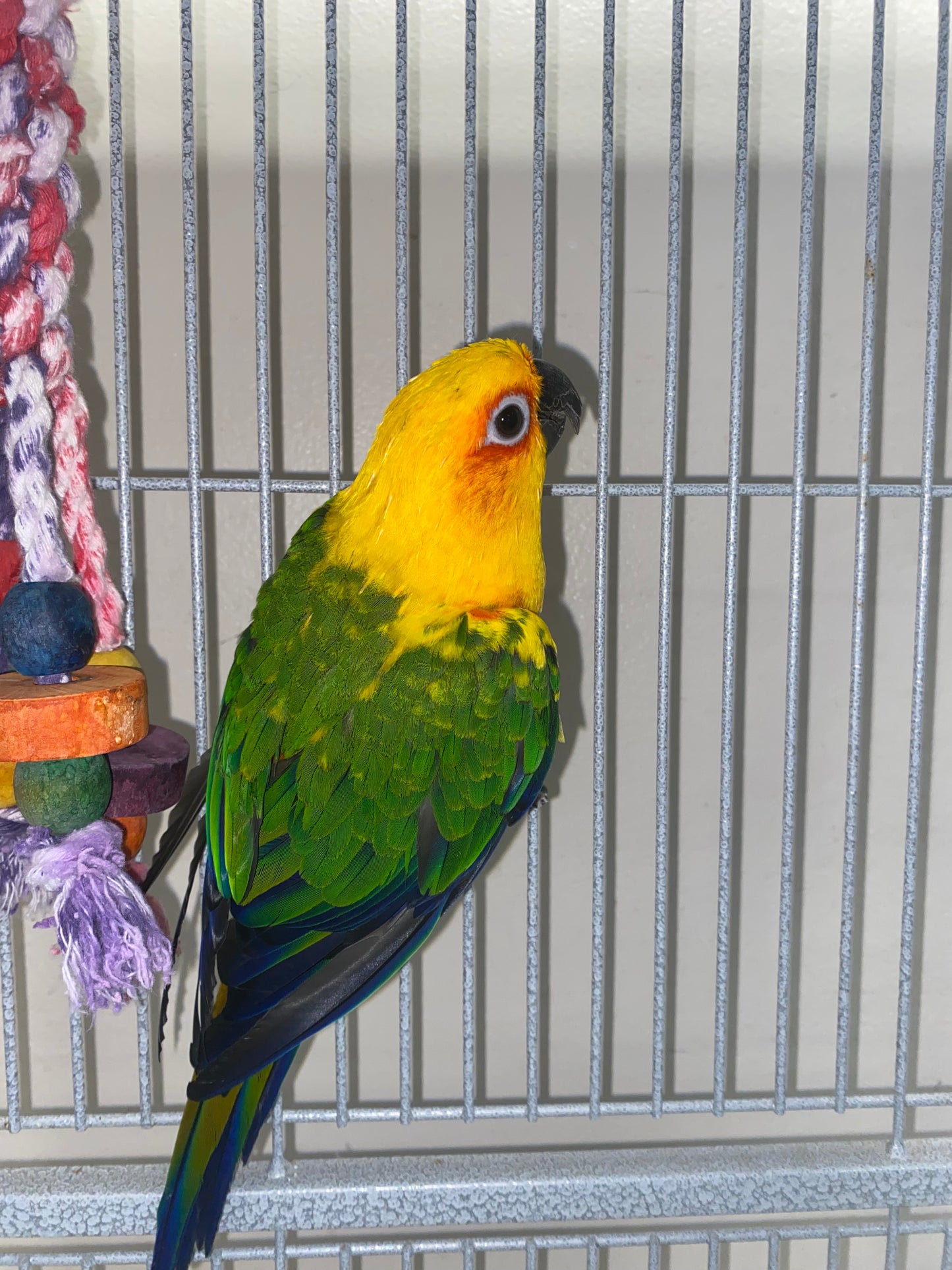 Sundey Conure