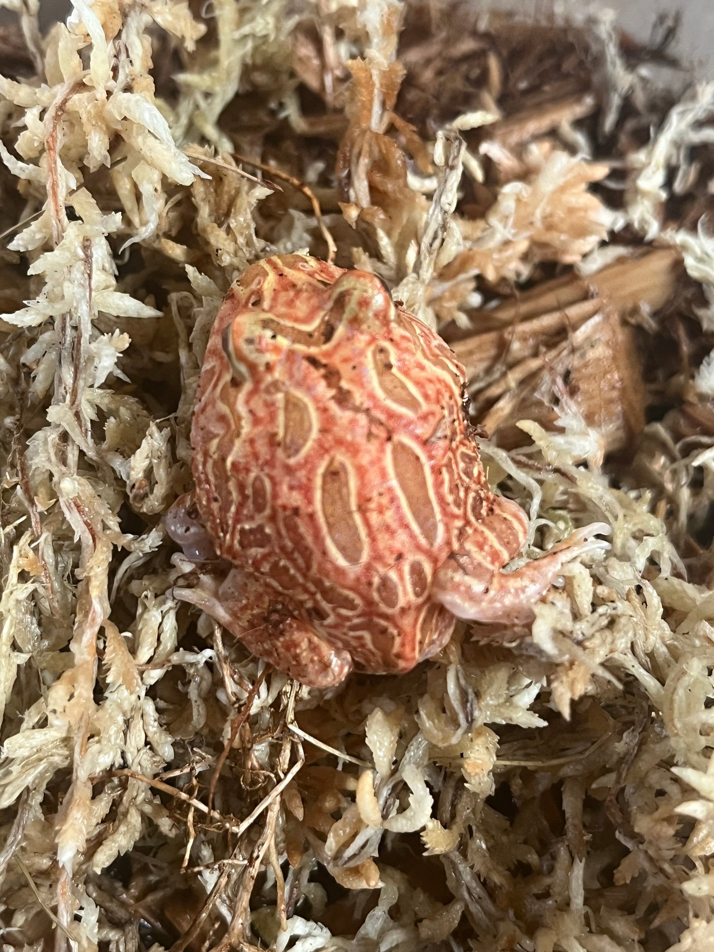 Raspberry Pac-Man Frog