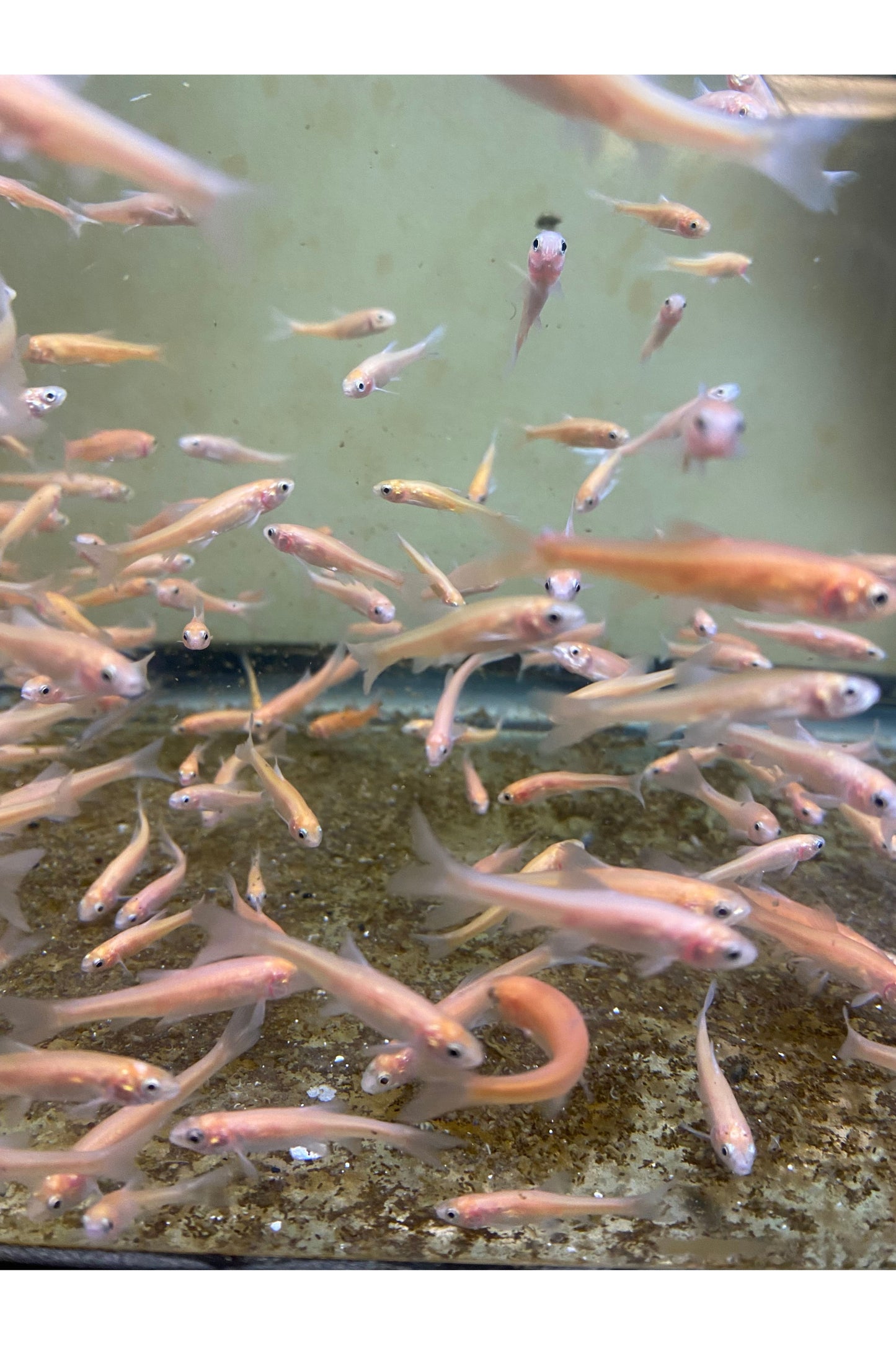 Rosey Red Feeder Fish