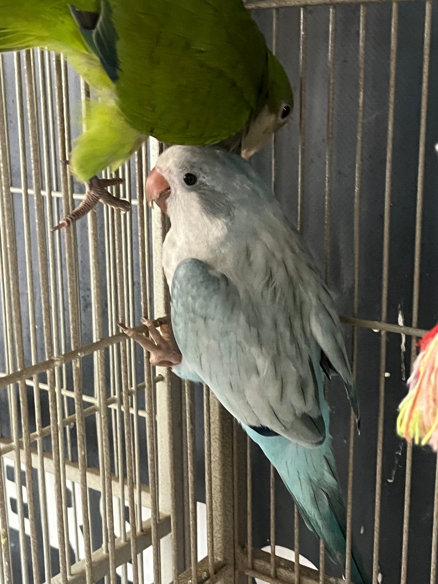 Quaker Parrot - Hand Fed - Baby - Monk Parakeet