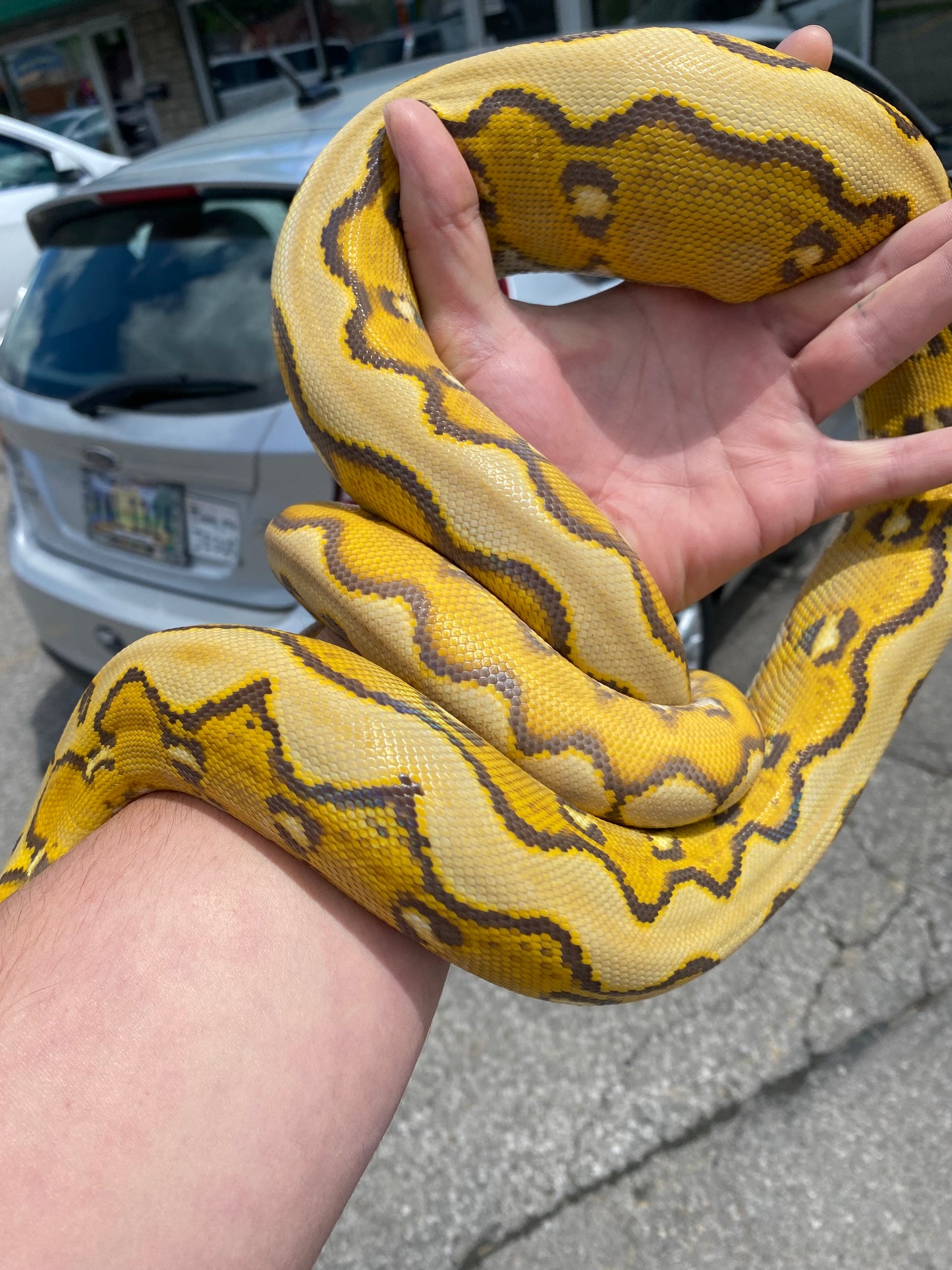 Orange Glow Sunfire Reticulated Python - Sub Adult - Female