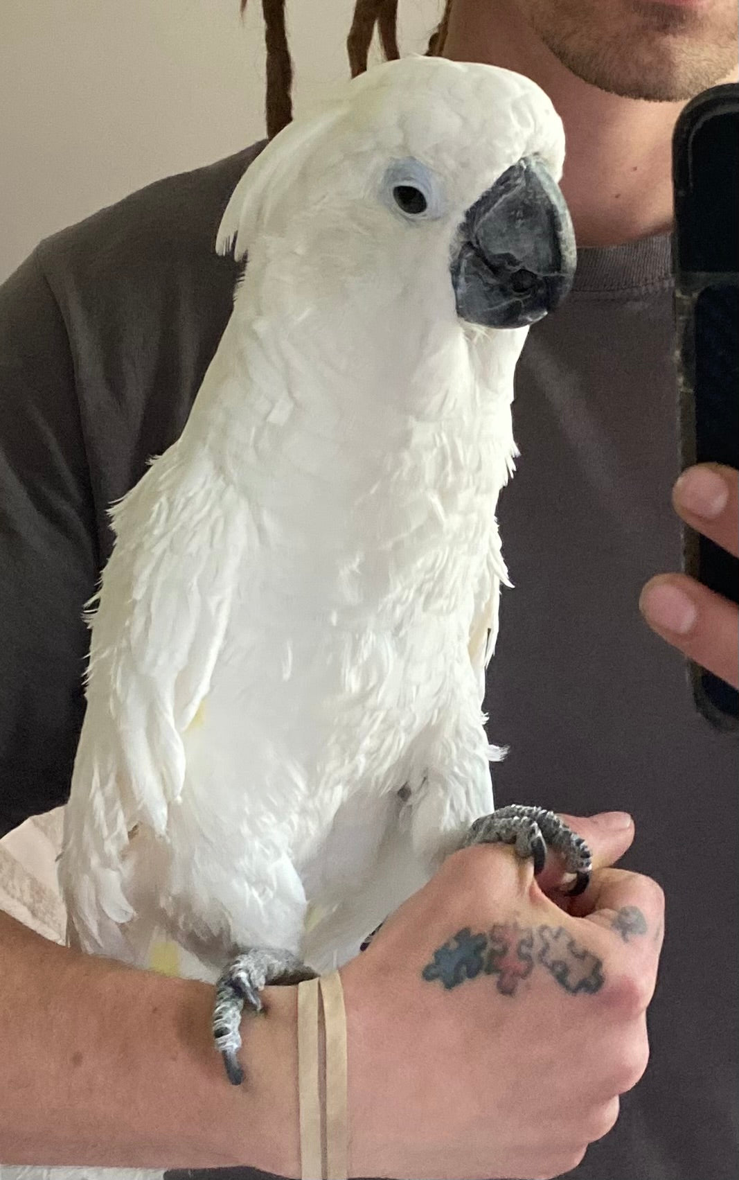 Umbrella Cockatoo - Male - Gabby - Adult