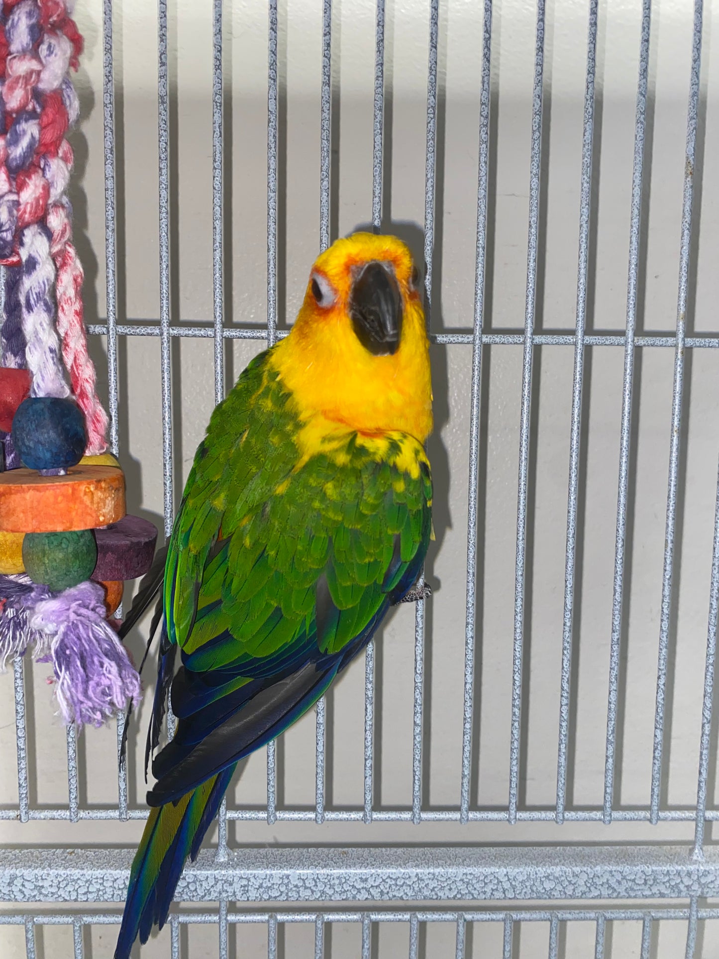 Sundey Conure