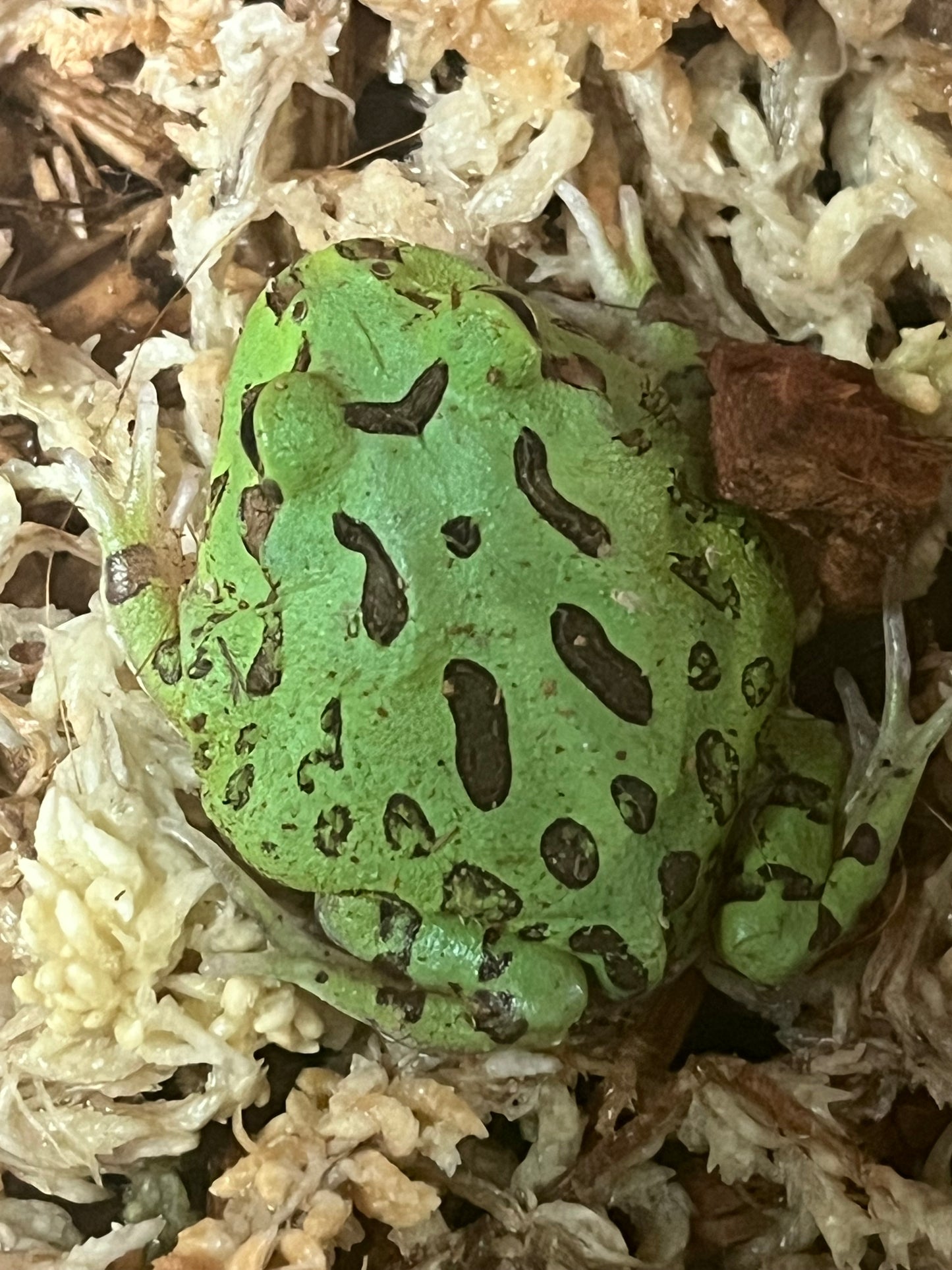 Green Pac-Man Frog
