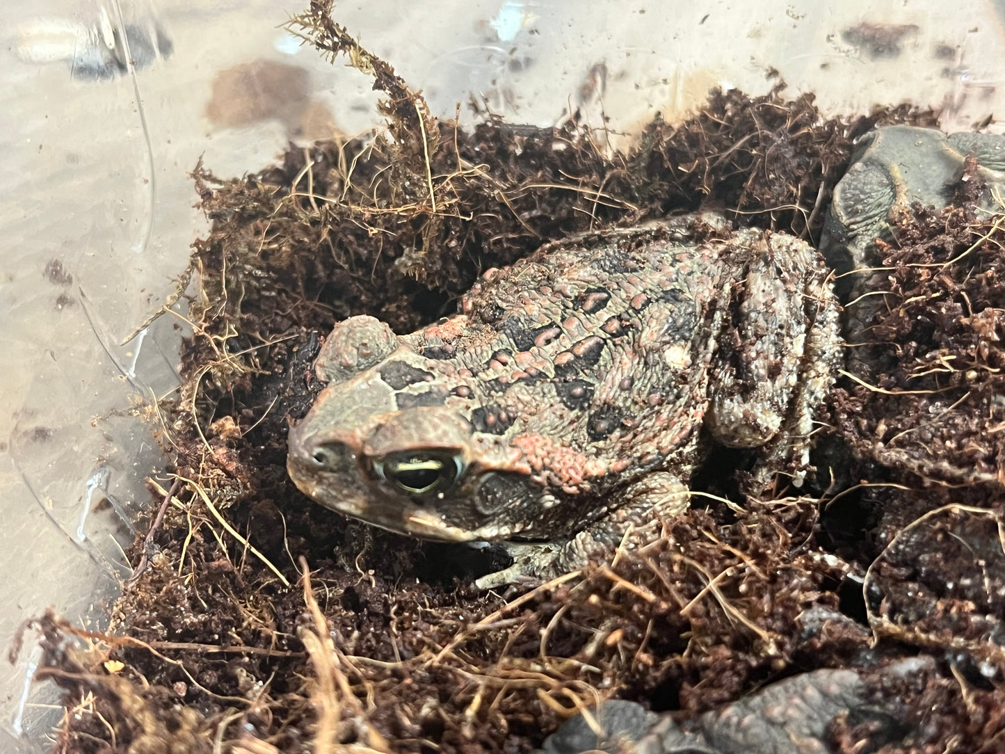Cane Toad