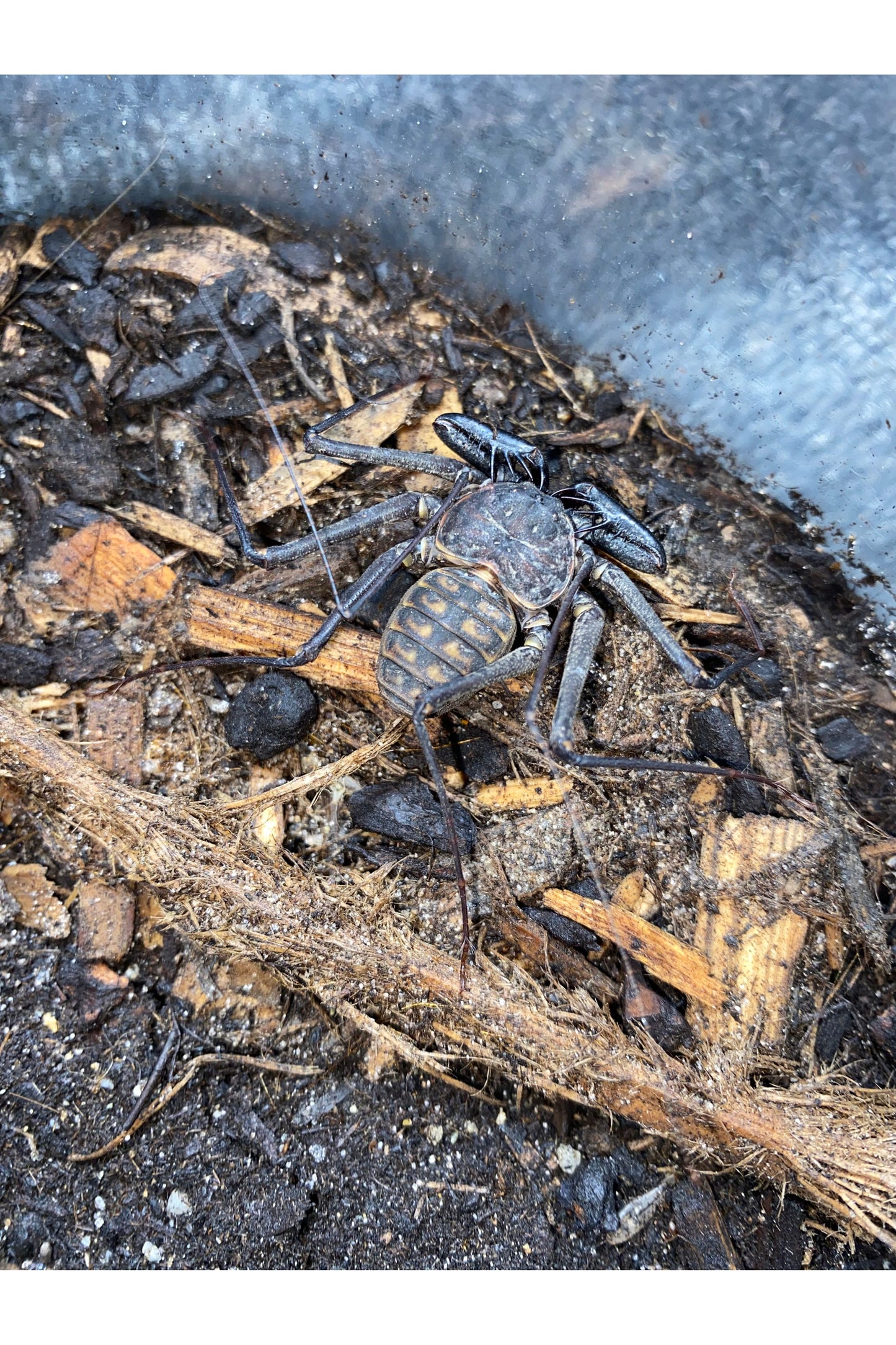 Tailless Whip Scorpion (Whip Spider)