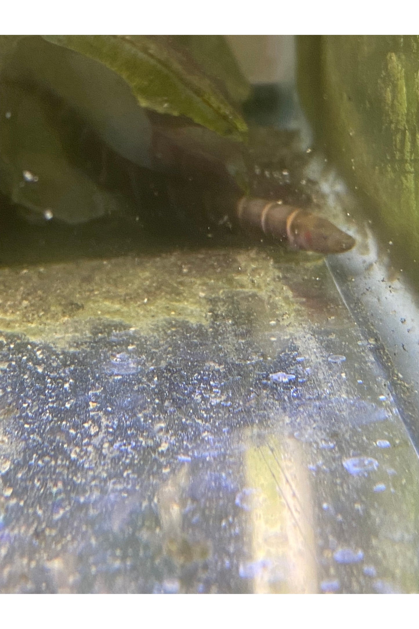 Tiger Knife Fish