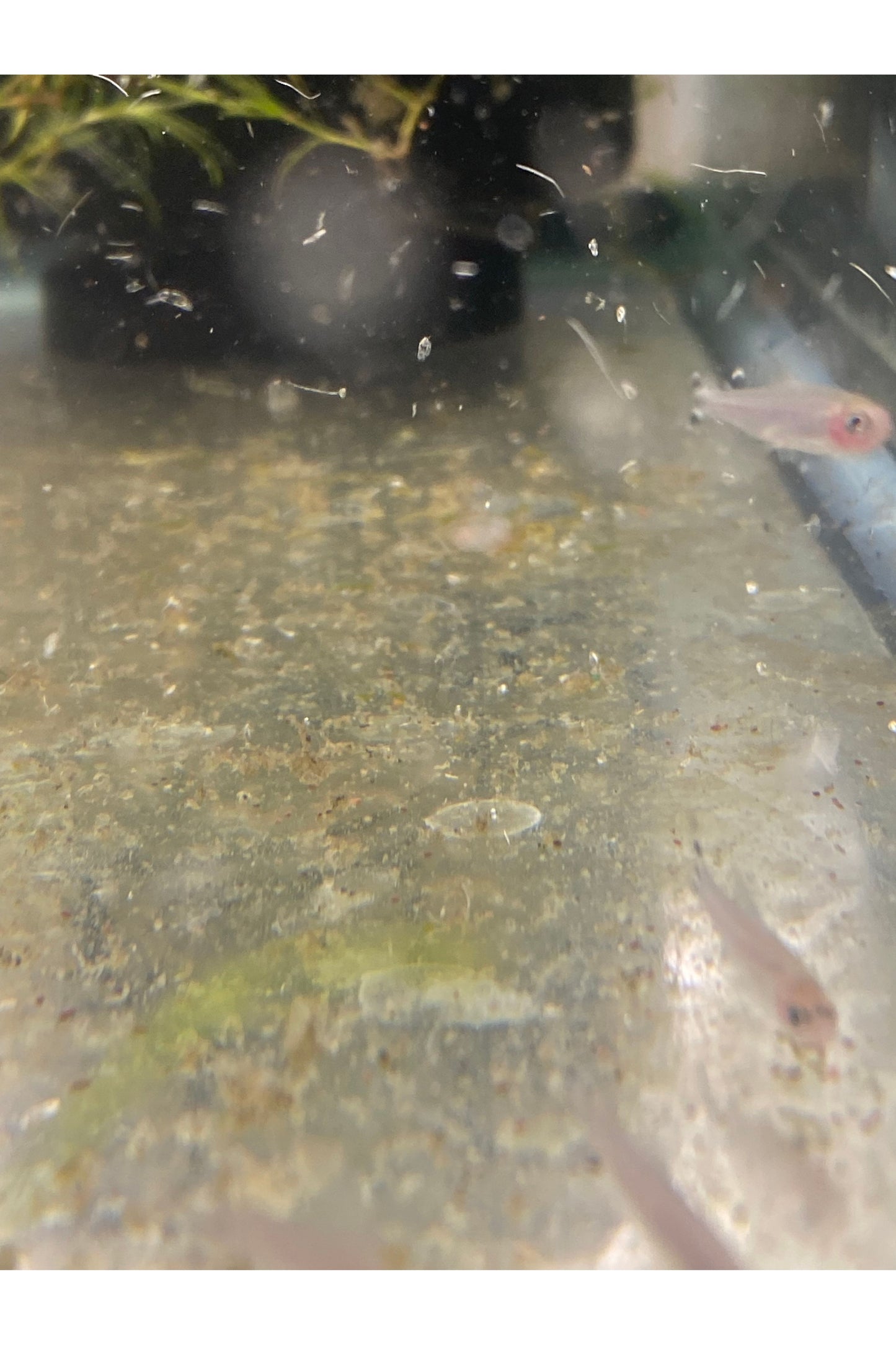 Red Rummy-Nose Tetra