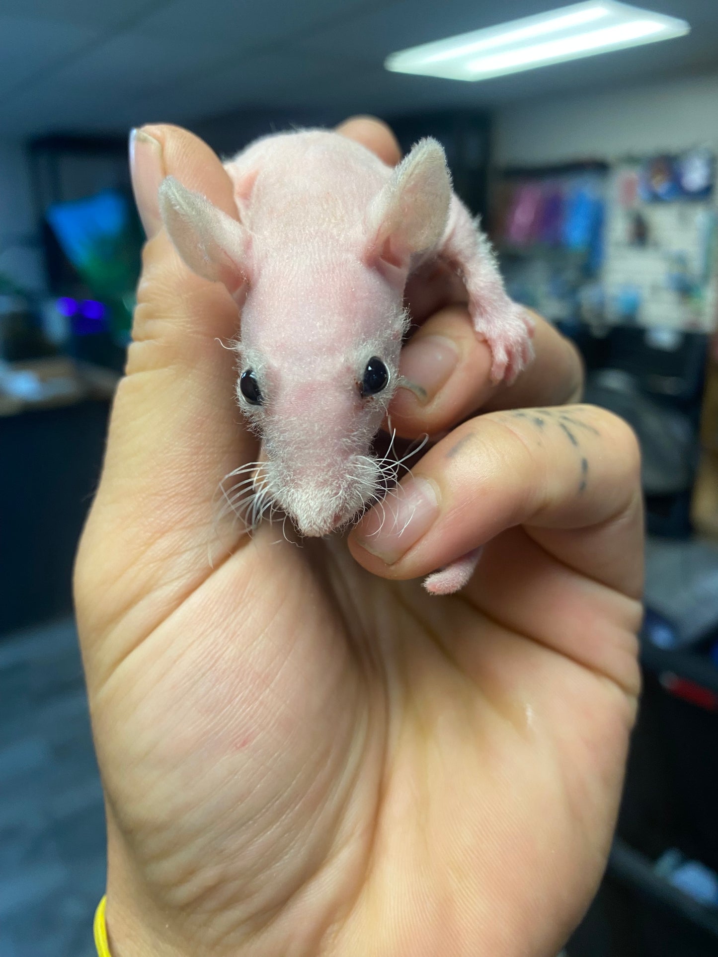 Hairless Rat