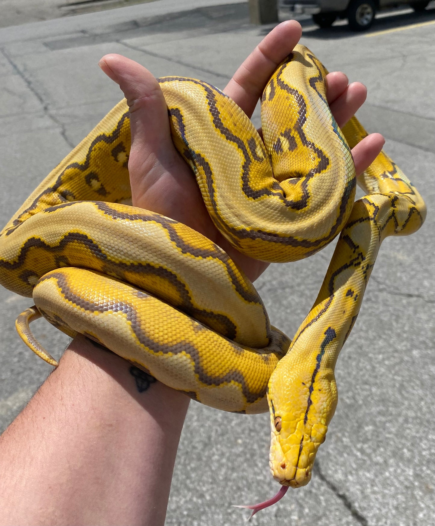 Orange Glow Sunfire Reticulated Python - Sub Adult - Female