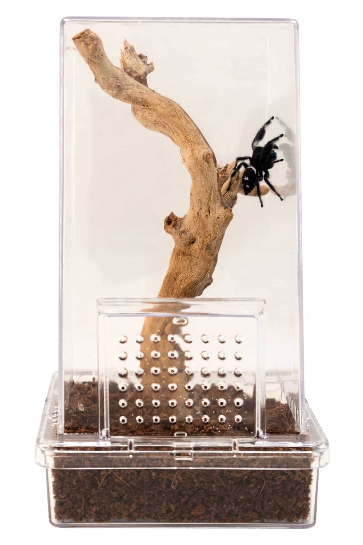 Zoo Med Creatures Jumping Spider Kit - 3x3x6