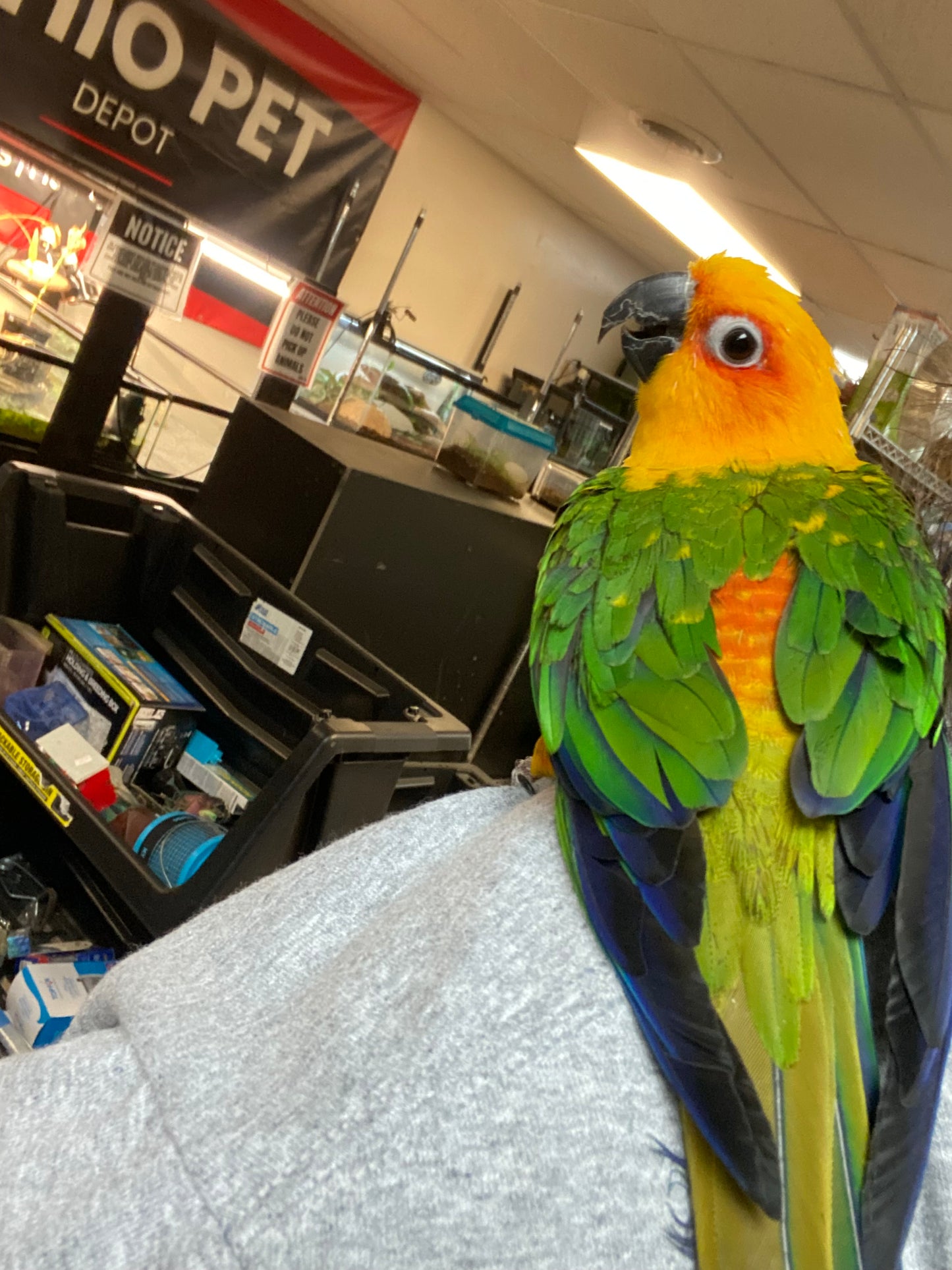 Sundey Conure