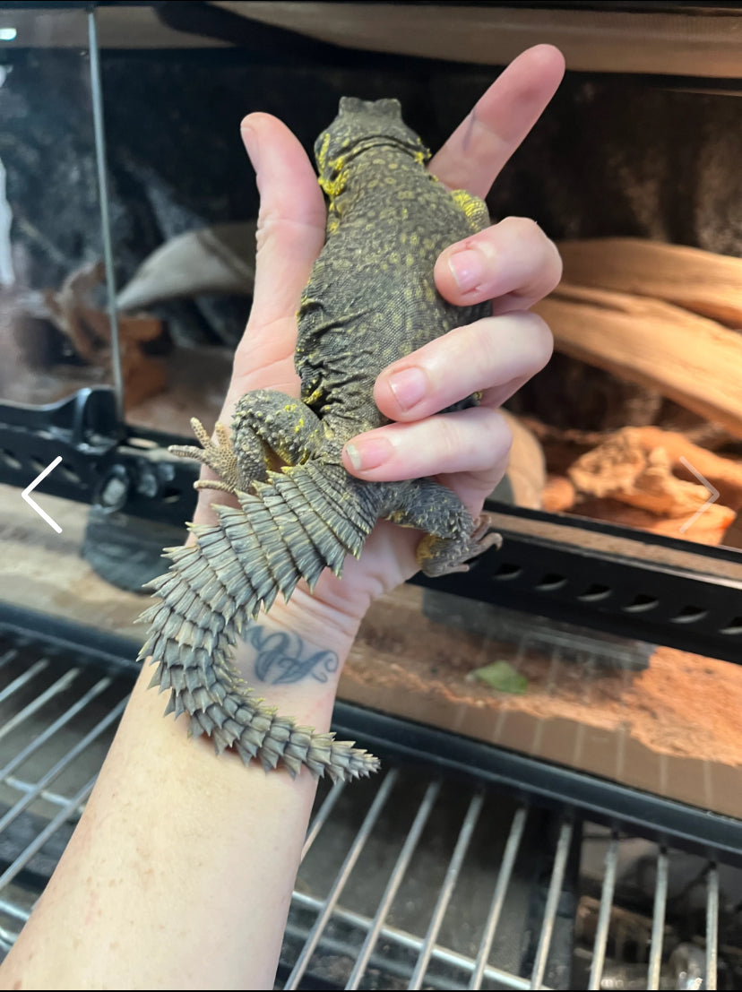 Yellow Uromastyx - Male - Adult