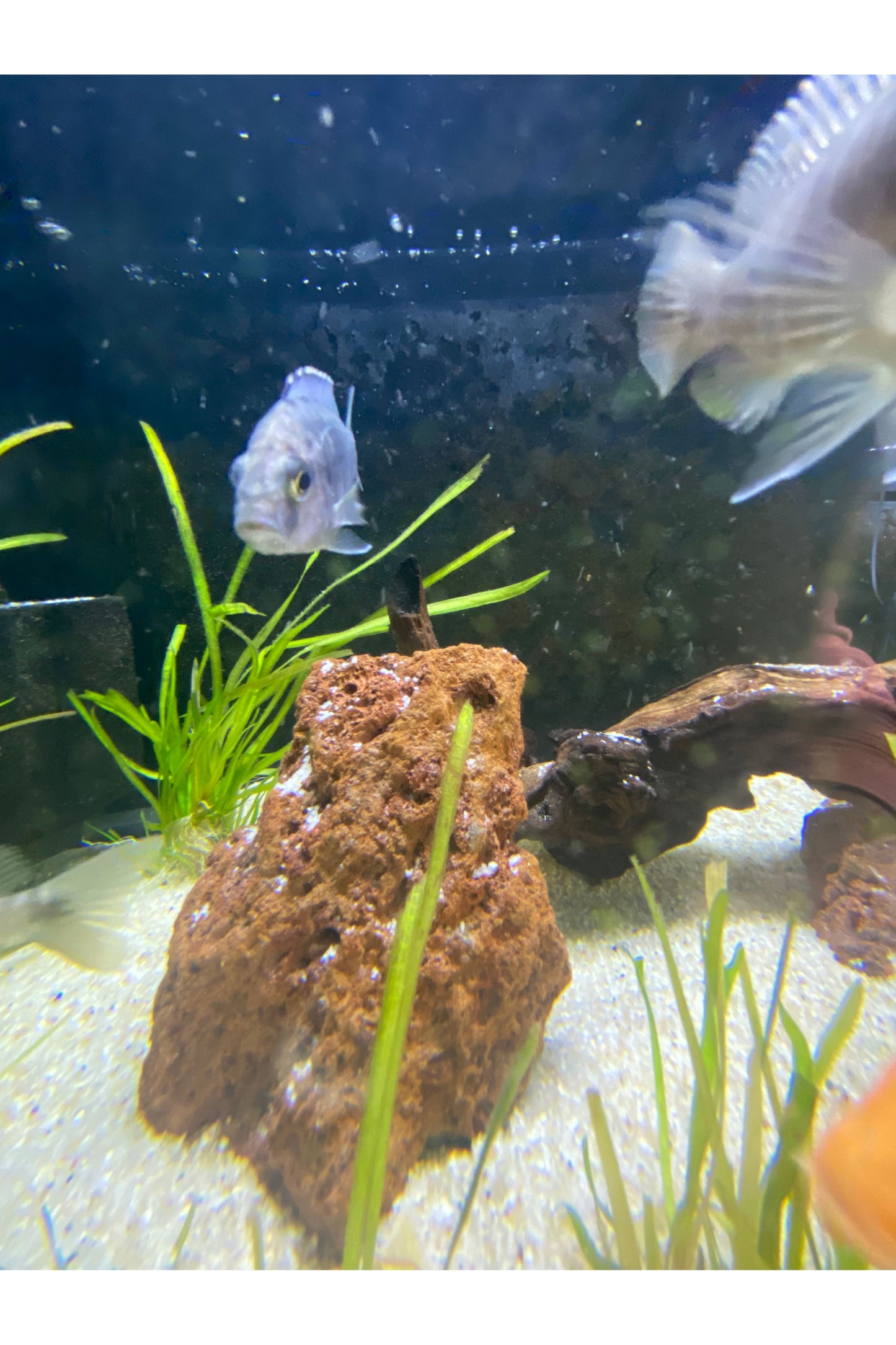 Assorted Cichlids