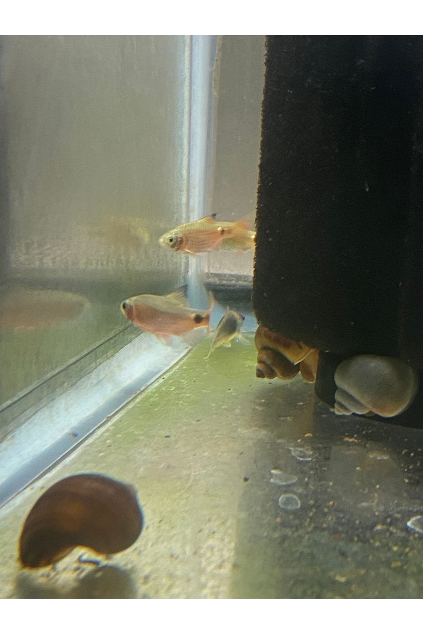 Rosy Barb