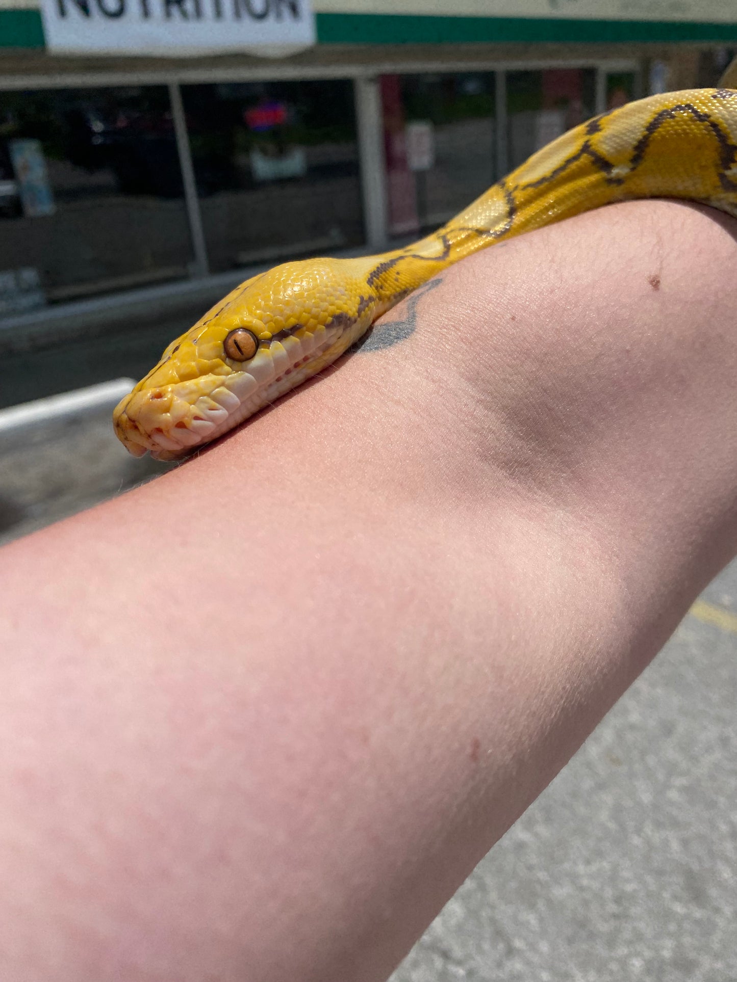 Orange Glow Sunfire Reticulated Python - Sub Adult - Female
