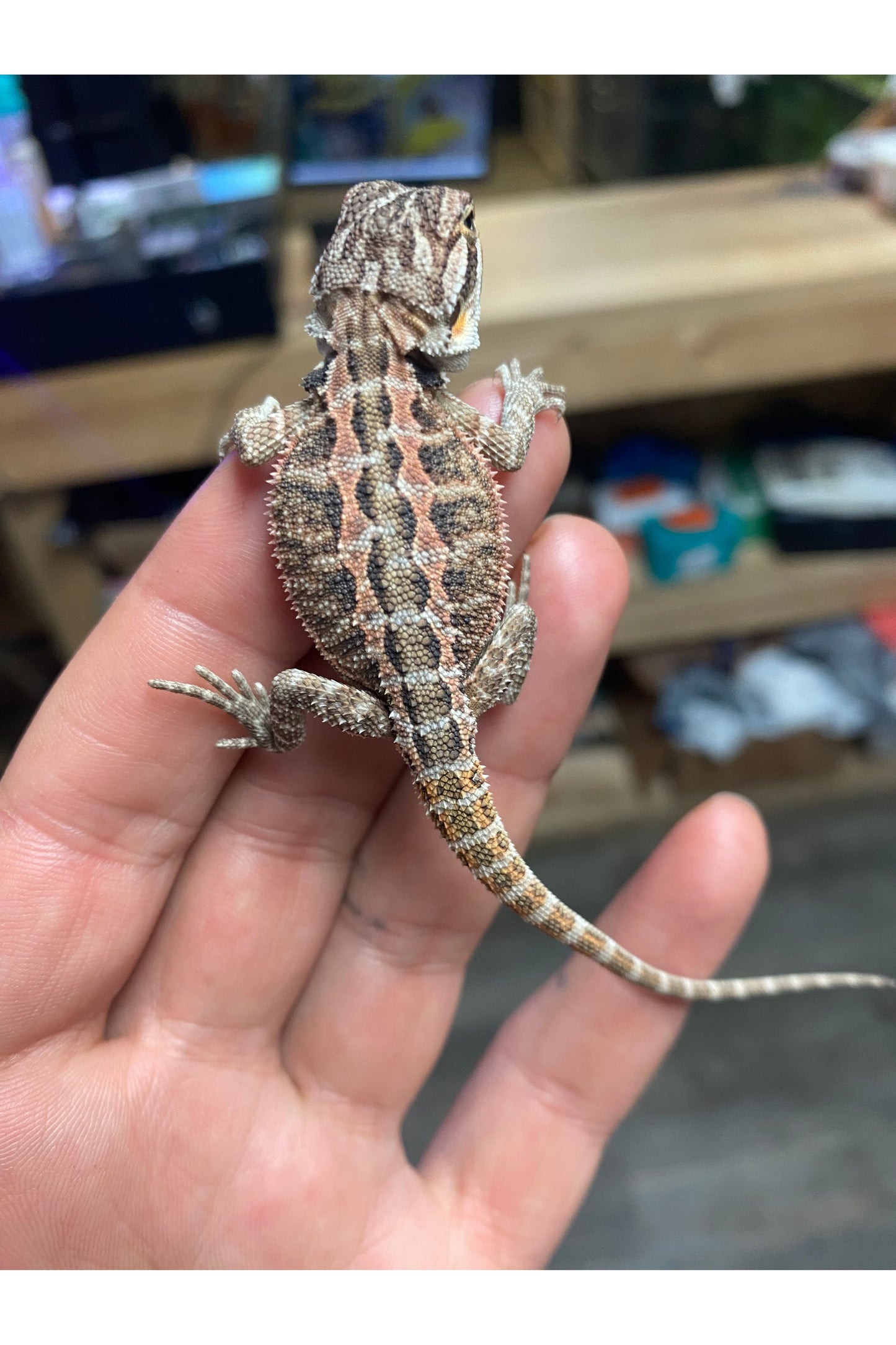 Fancy Bearded Dragon - Hatchling (Assorted)