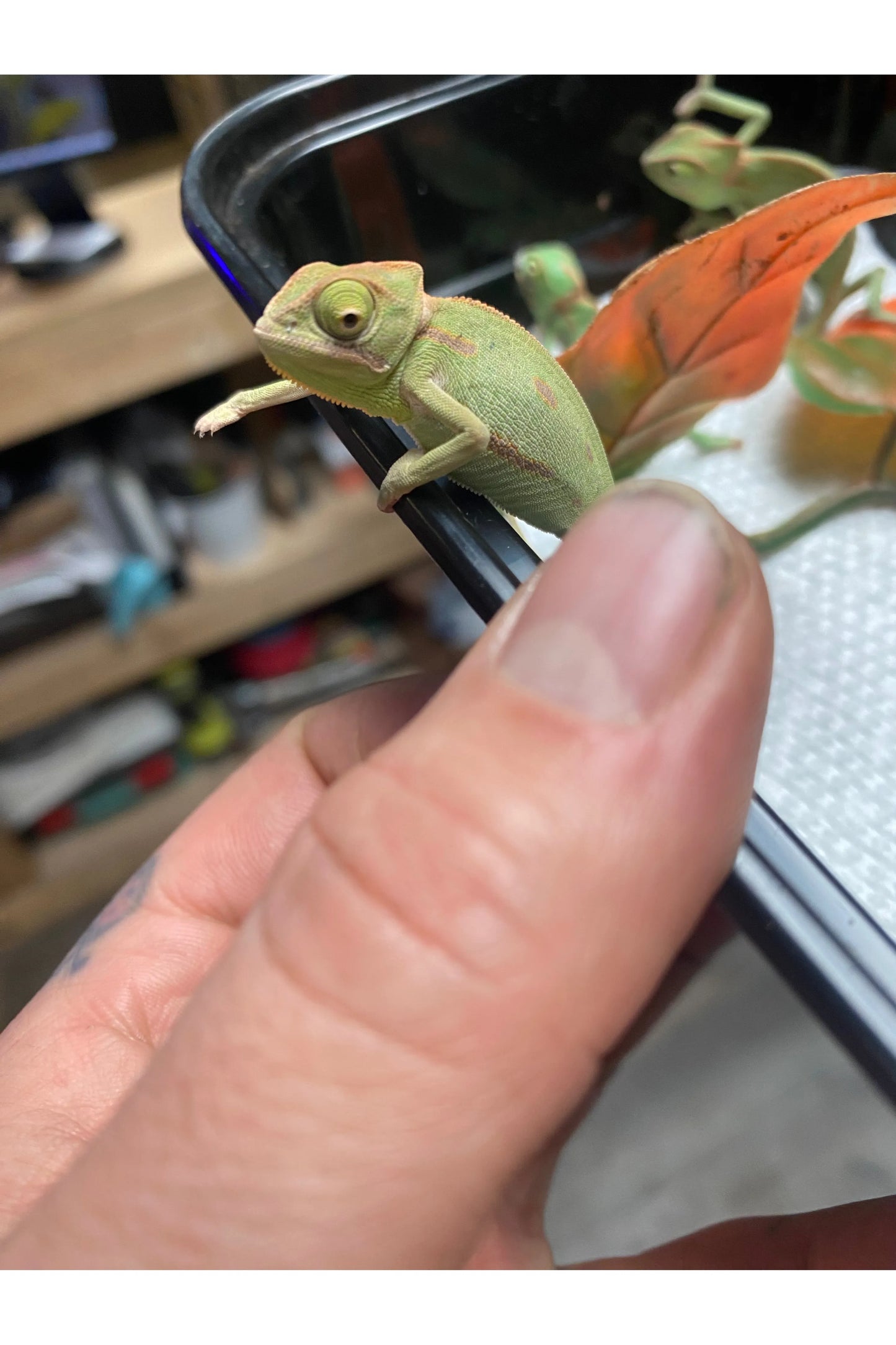 Veiled Chameleon - Hatchling