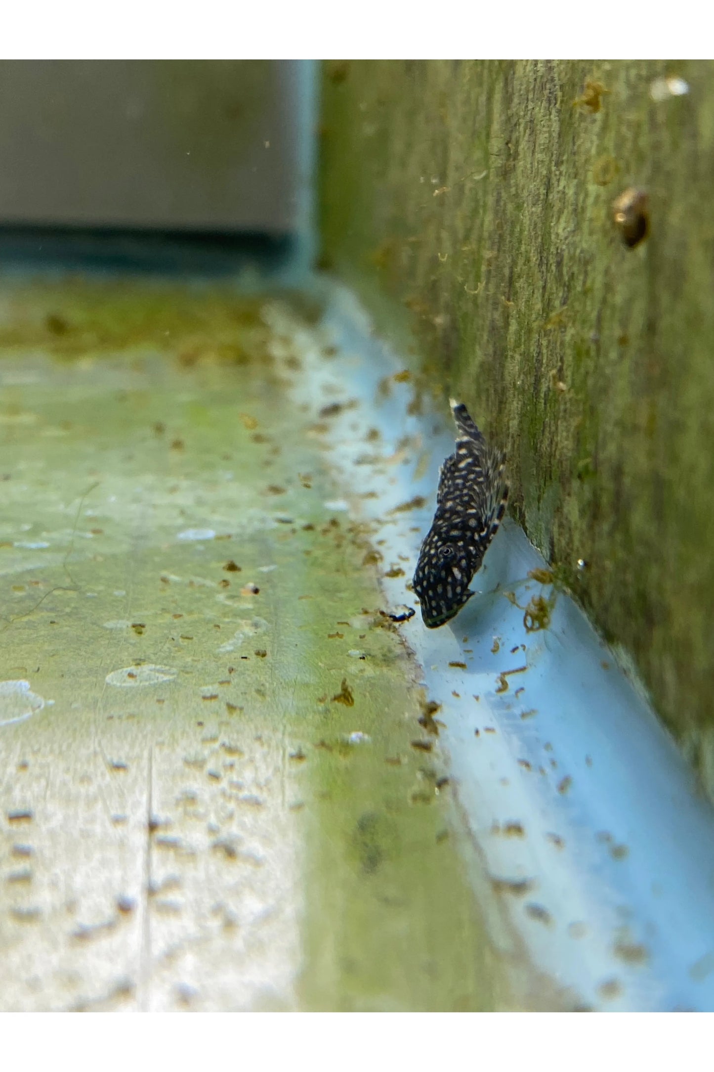 Bristlenose Pleco - 2.5"