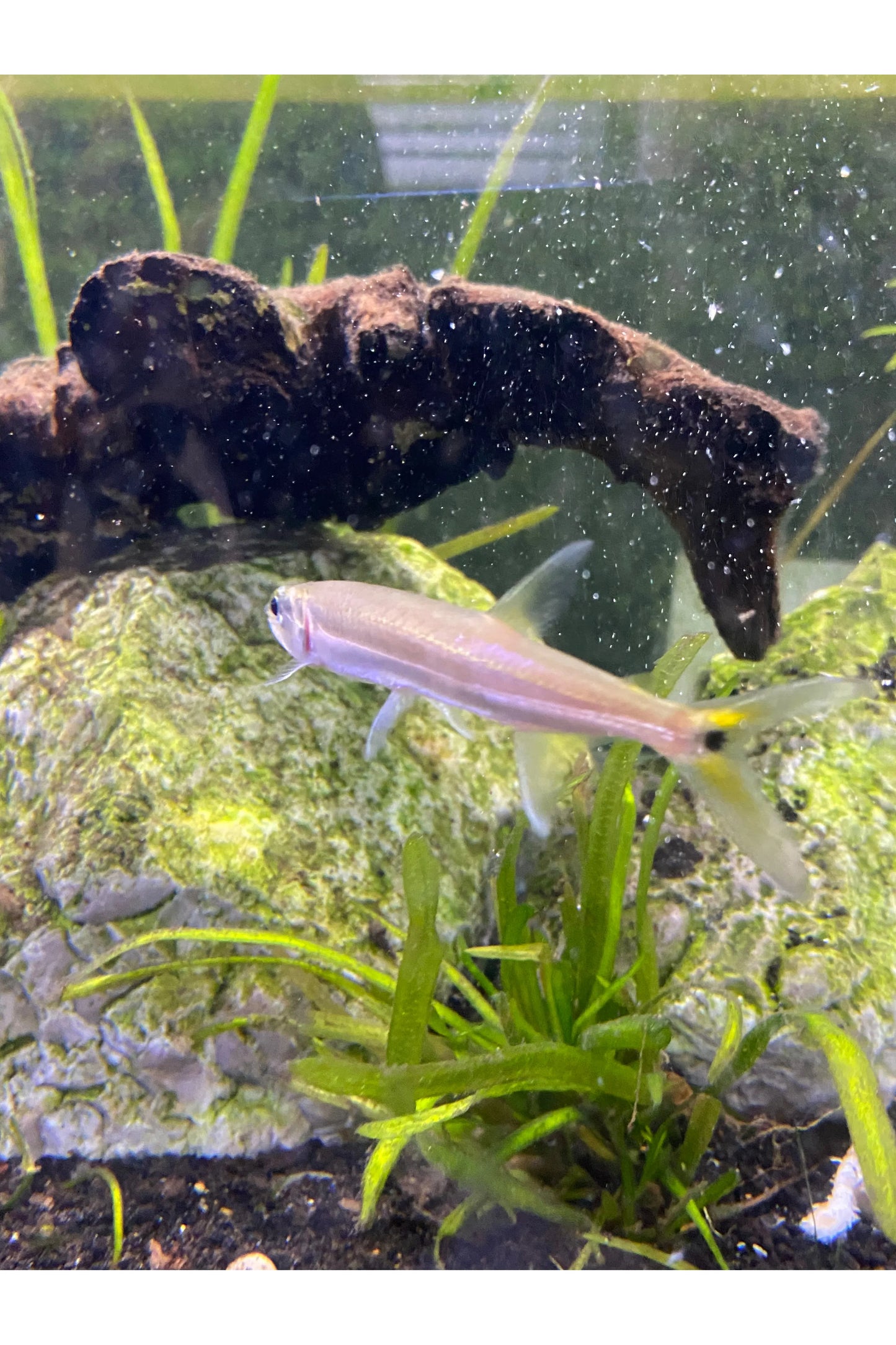 Red Tail Barracuda