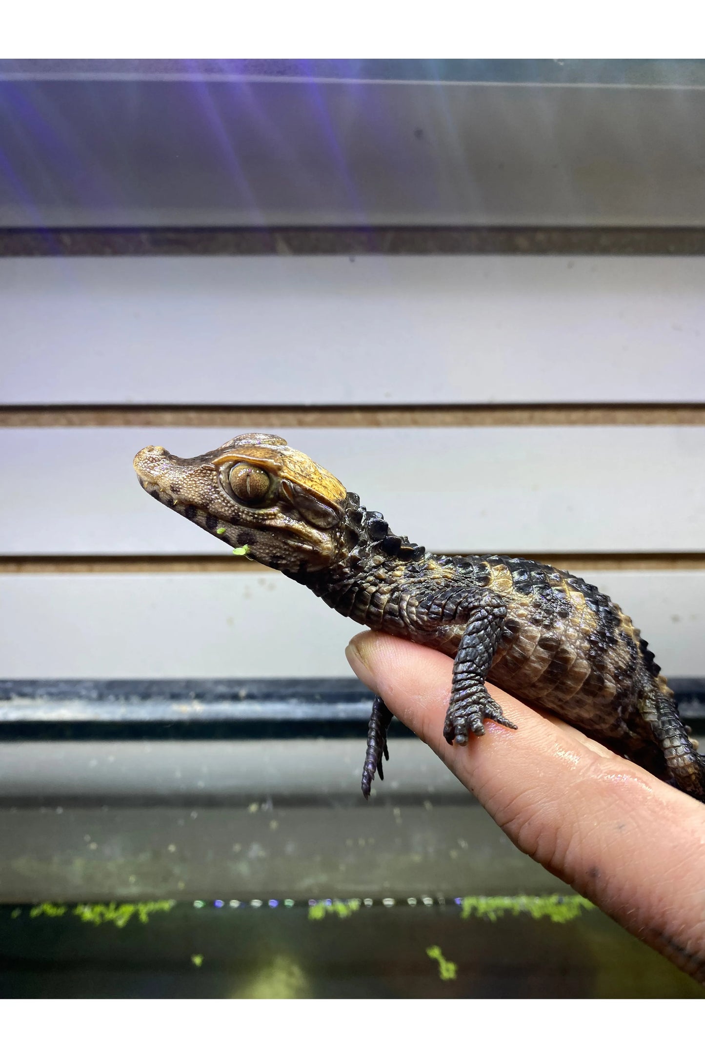 Cuvier Dwarf Caiman - Hatchling