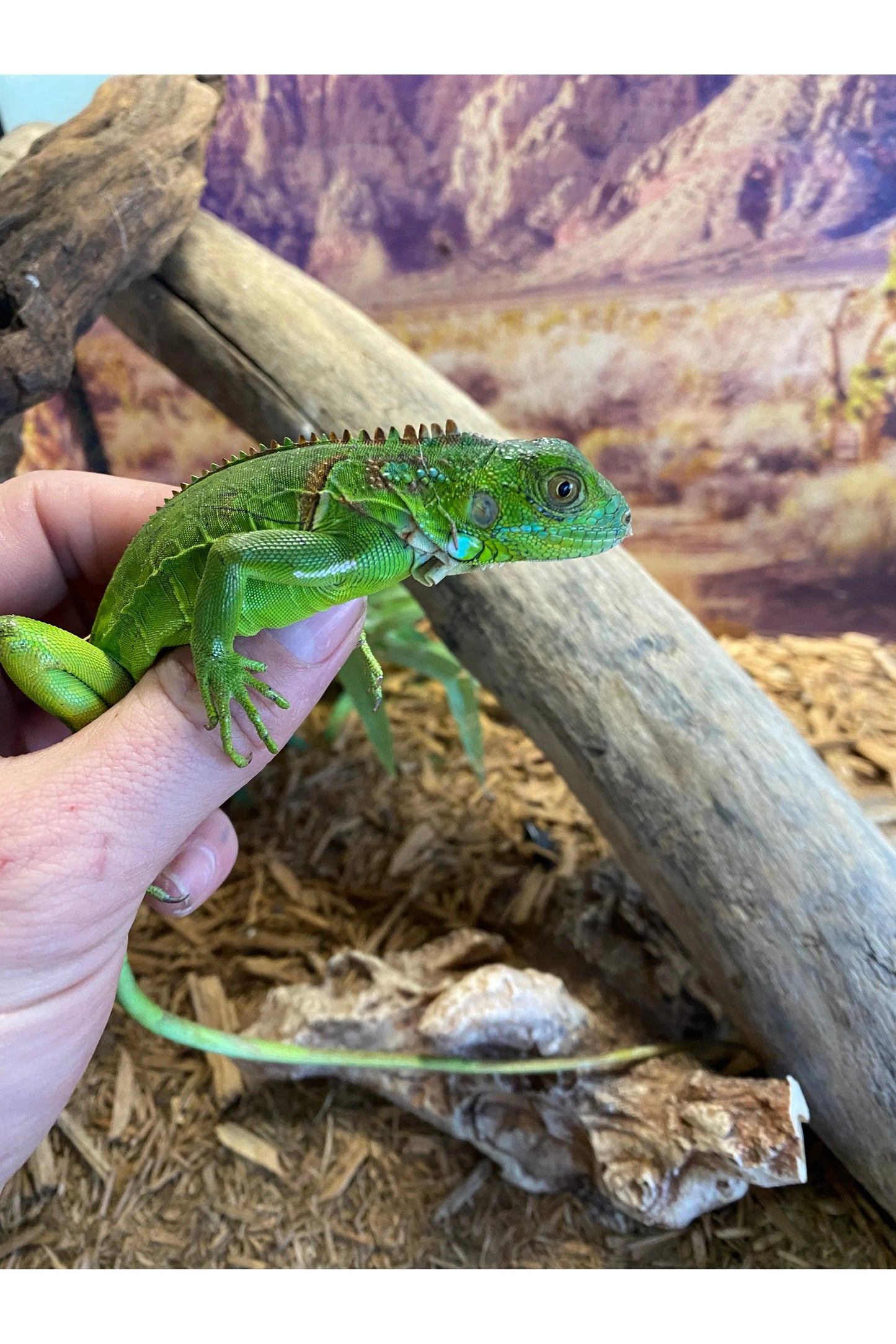 Green Iguana - Hatchling