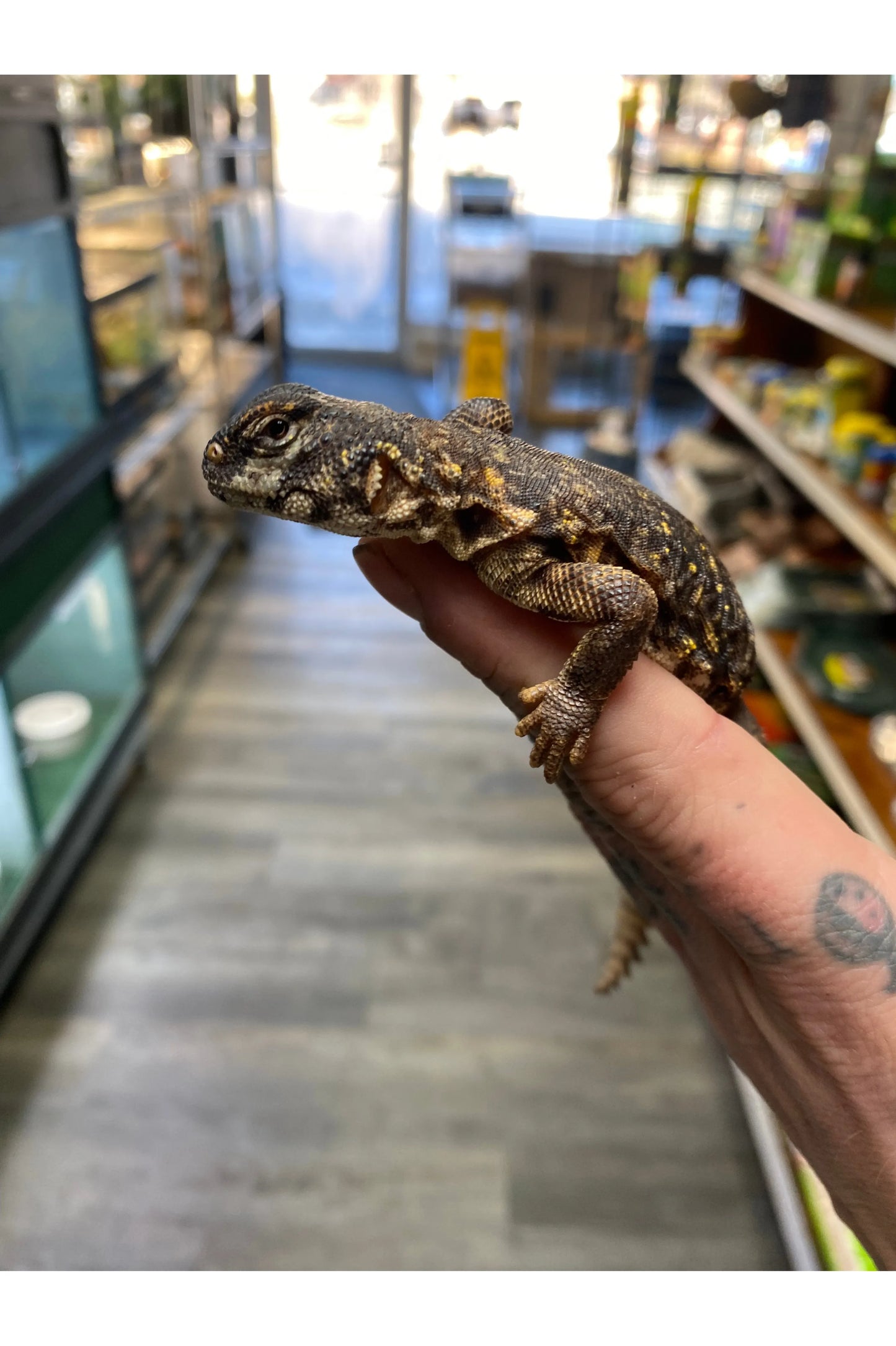 Nigerian Yellow Uromastyx - Female