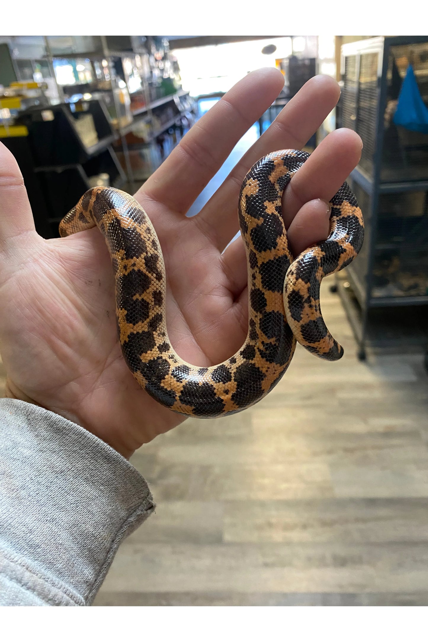 Sharptail Sand Boa
