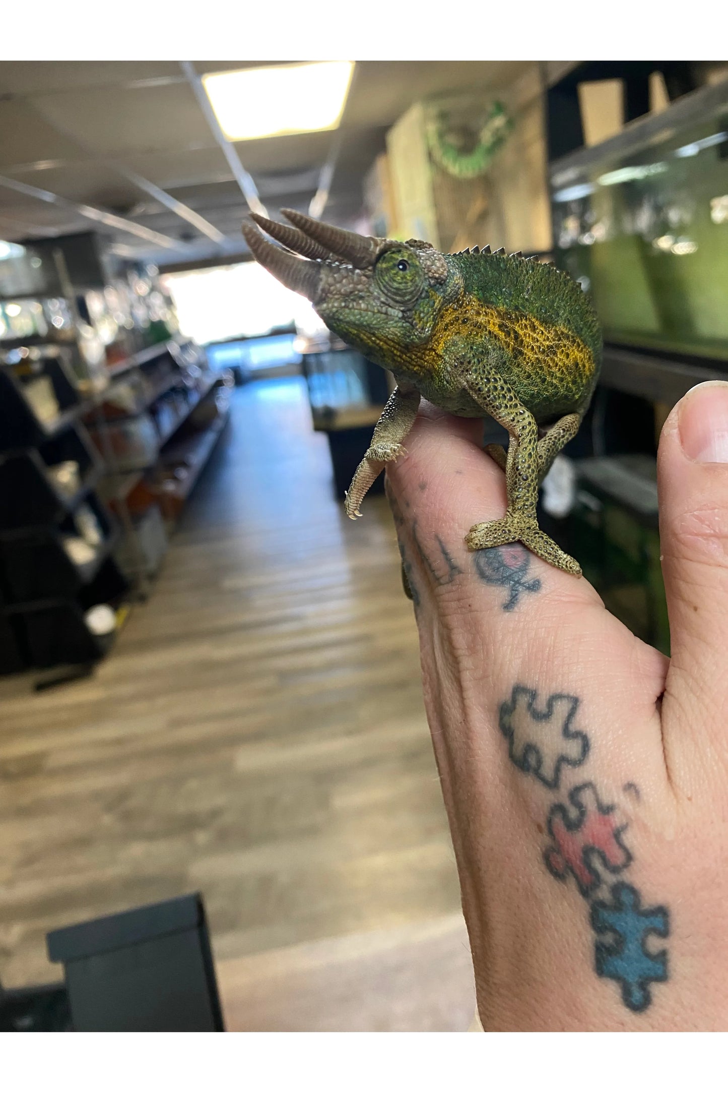 Rainbow Jackson’s Chameleon - Male