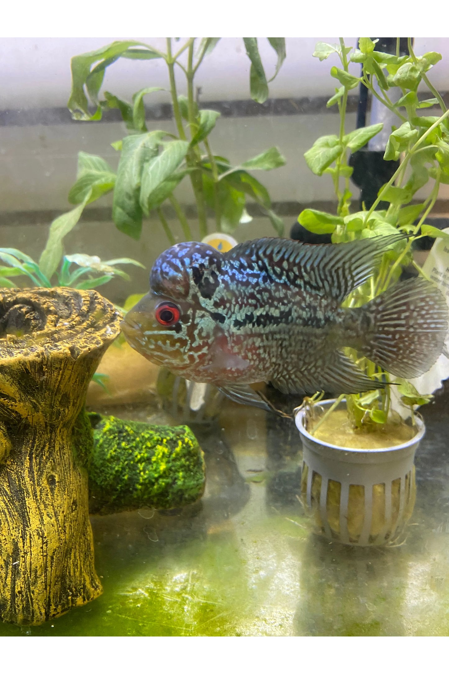 Flower Horn - Big Head - 3.5"+