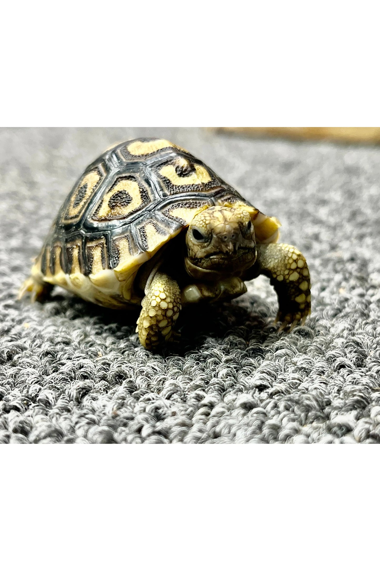 Leopard Tortoise - Hatchling