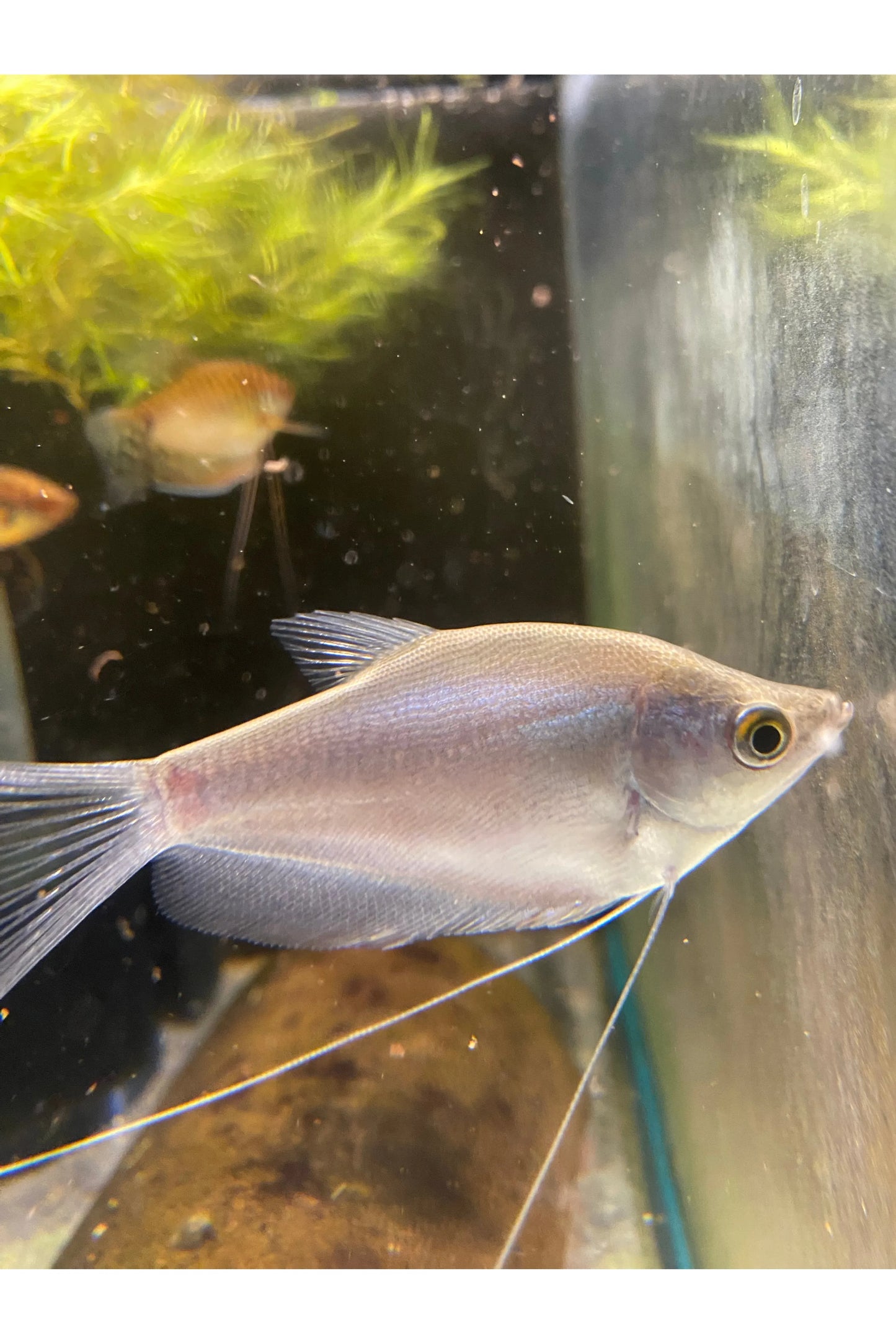 Moonlight Gourami