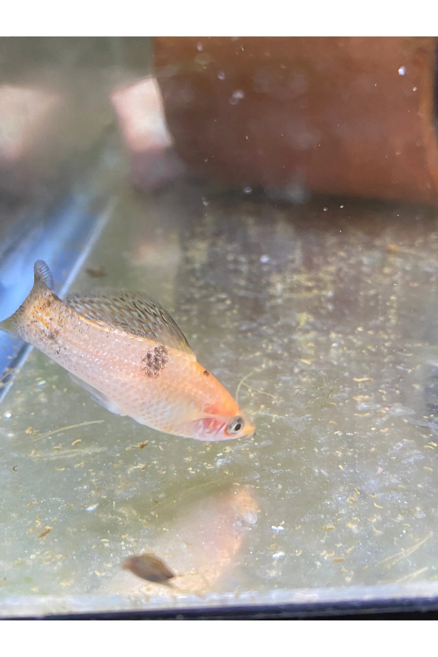 Sailfin Molly