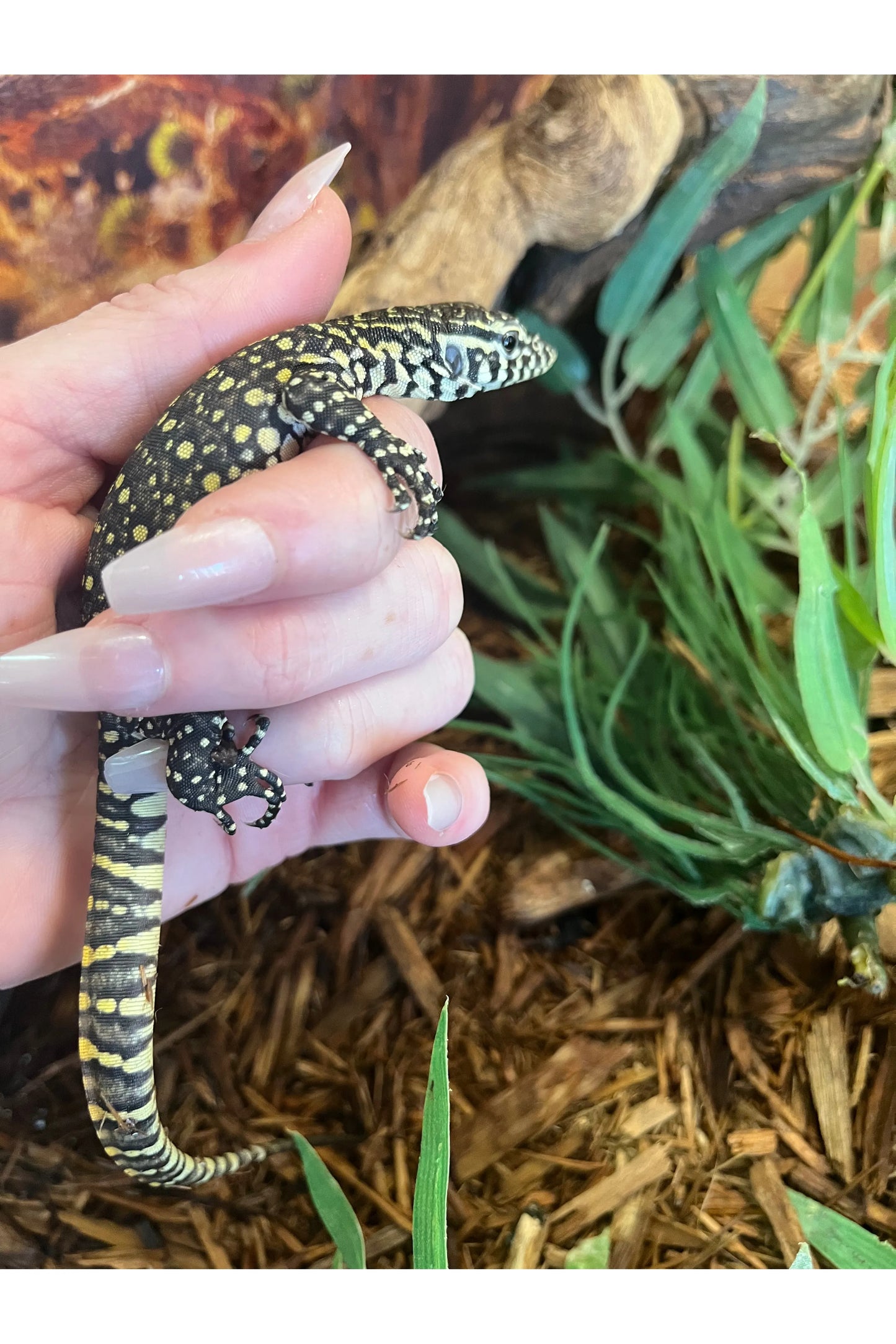 Nile Monitor - Hatchling