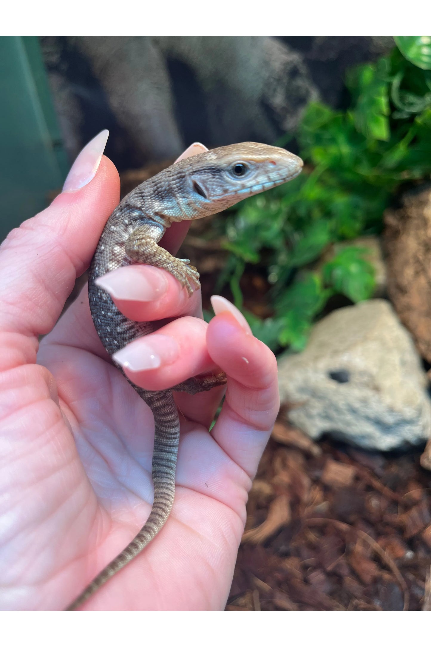 Savannah Monitor - Hatchling