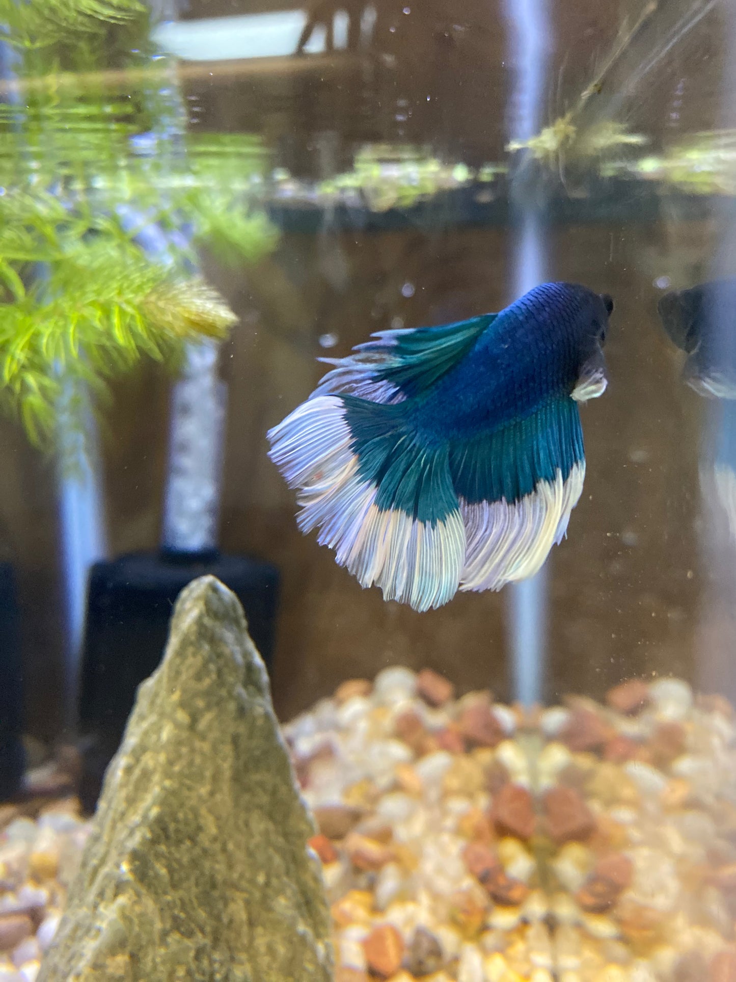 Halfmoon Betta Fish - Male - Assorted