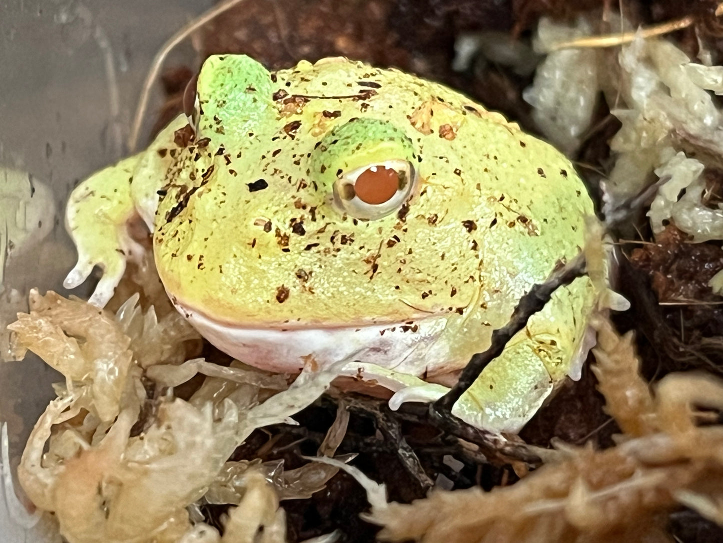 Lemon Drop Patternless Pikachu Pac-Man Frog