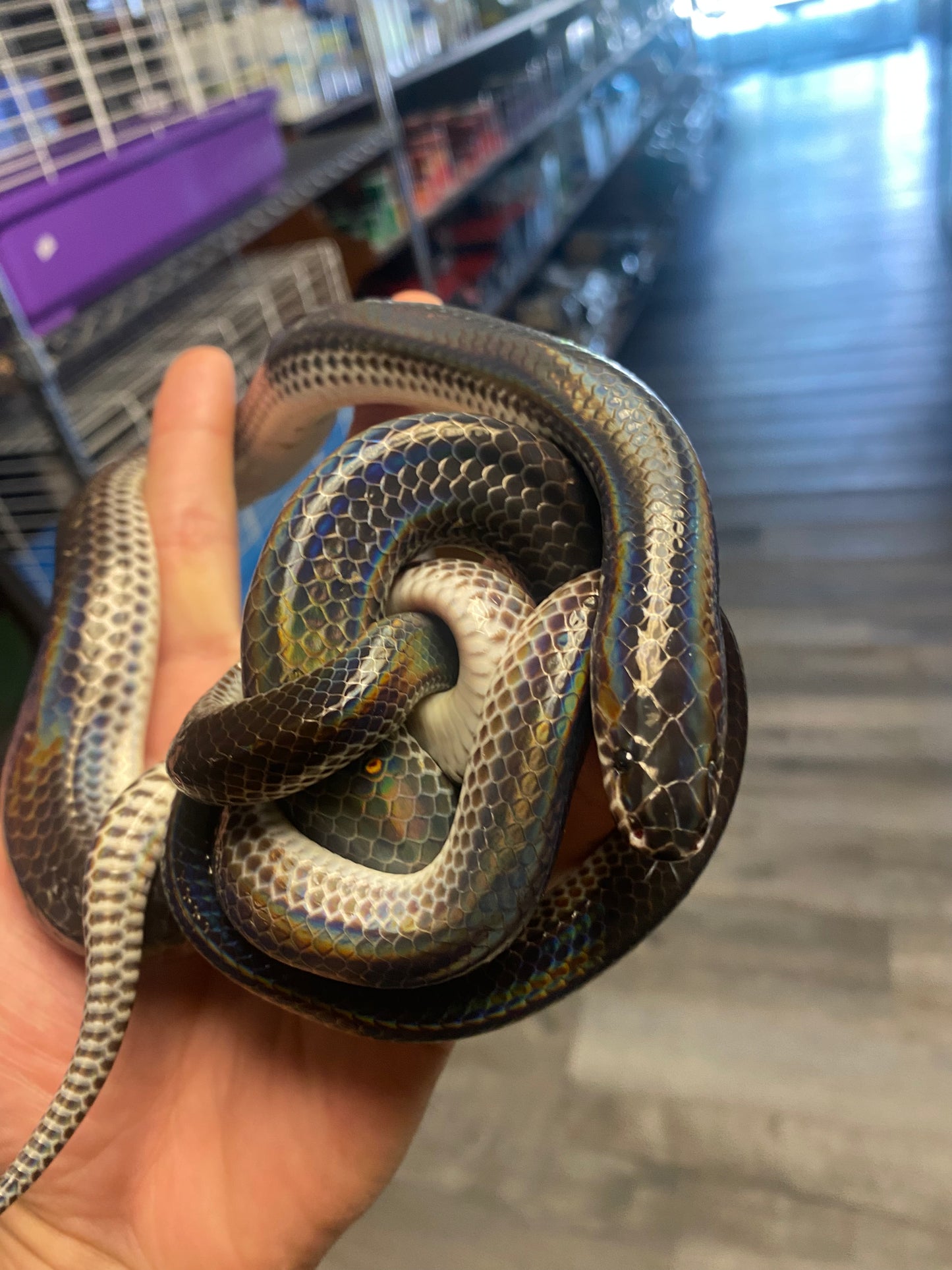 Sunbeam Snake