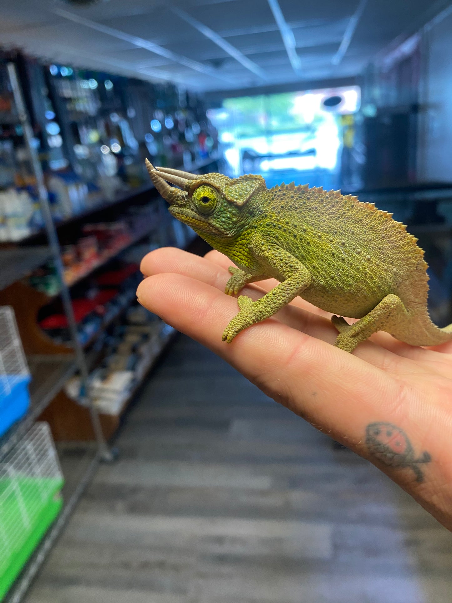 Jackson's Chameleon