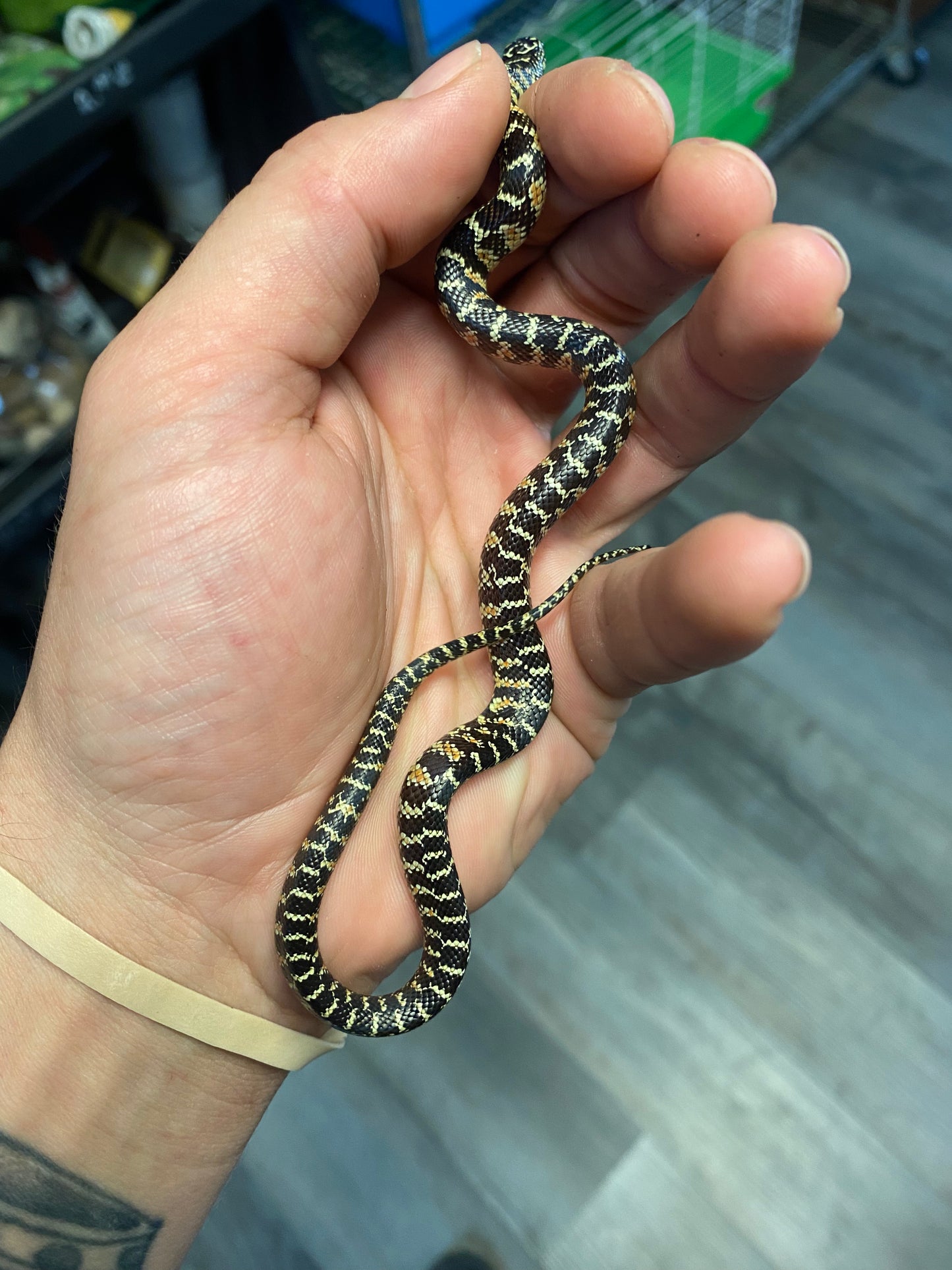 Brook's Kingsnake - Hatchling