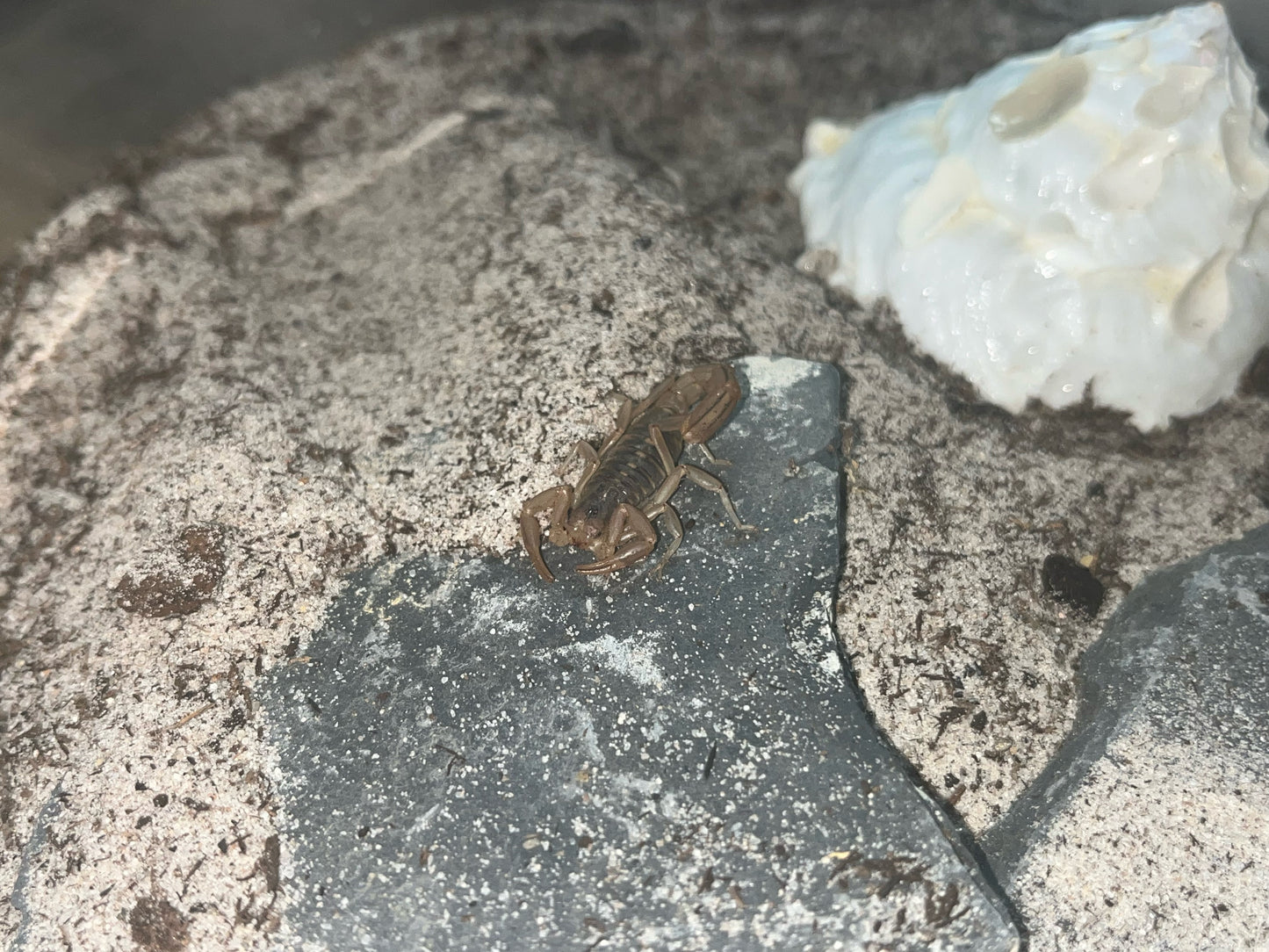 Striped Devil Scorpion