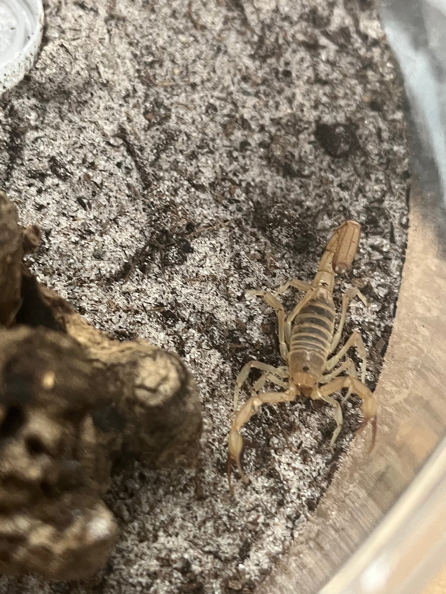 Dune Scorpion