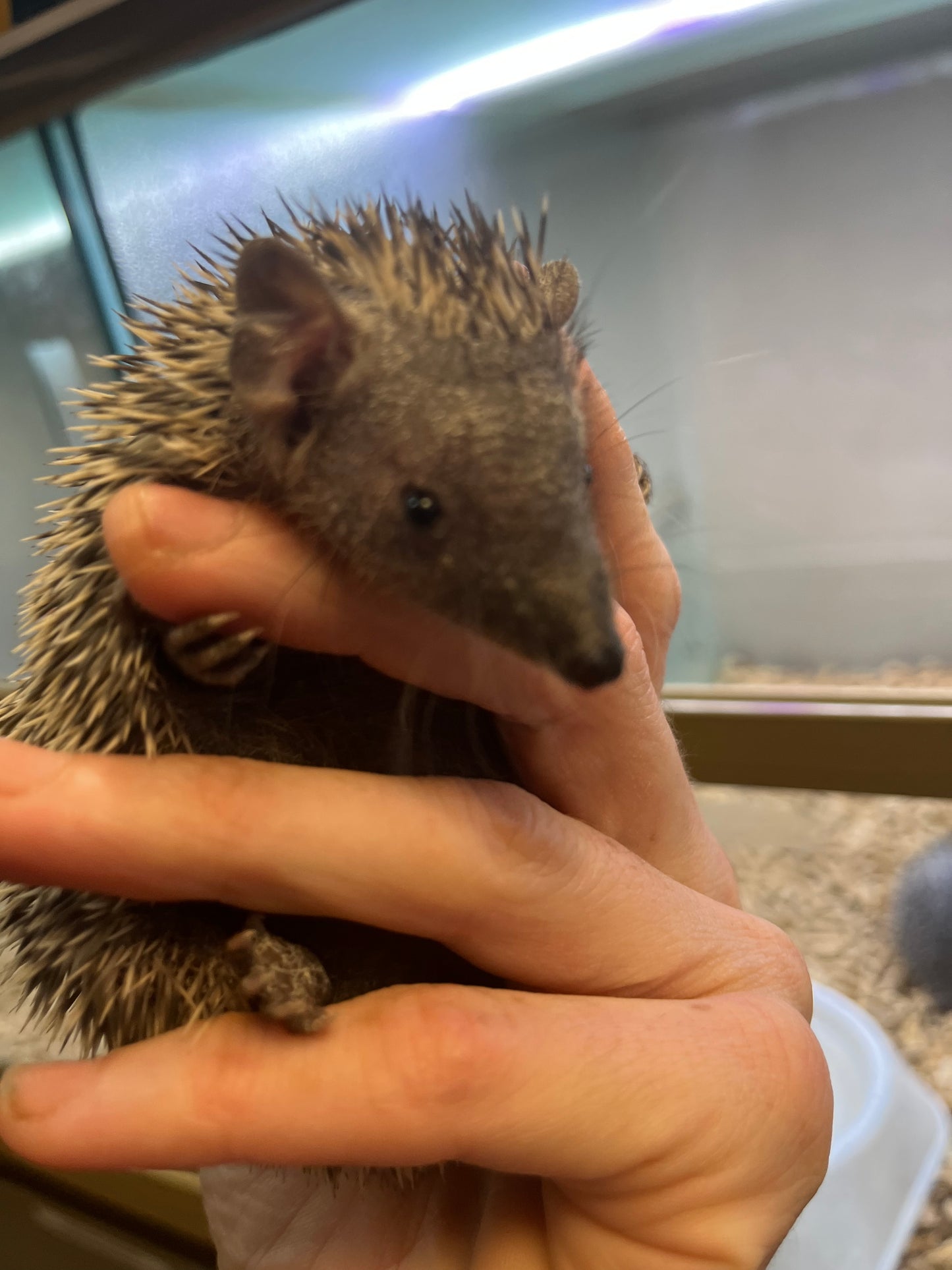 Lesser Tenrec - Baby