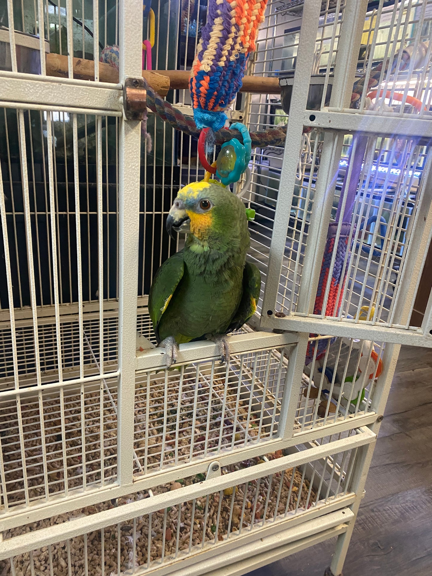 Blue-Fronted Amazon Parrot - Female - Benny