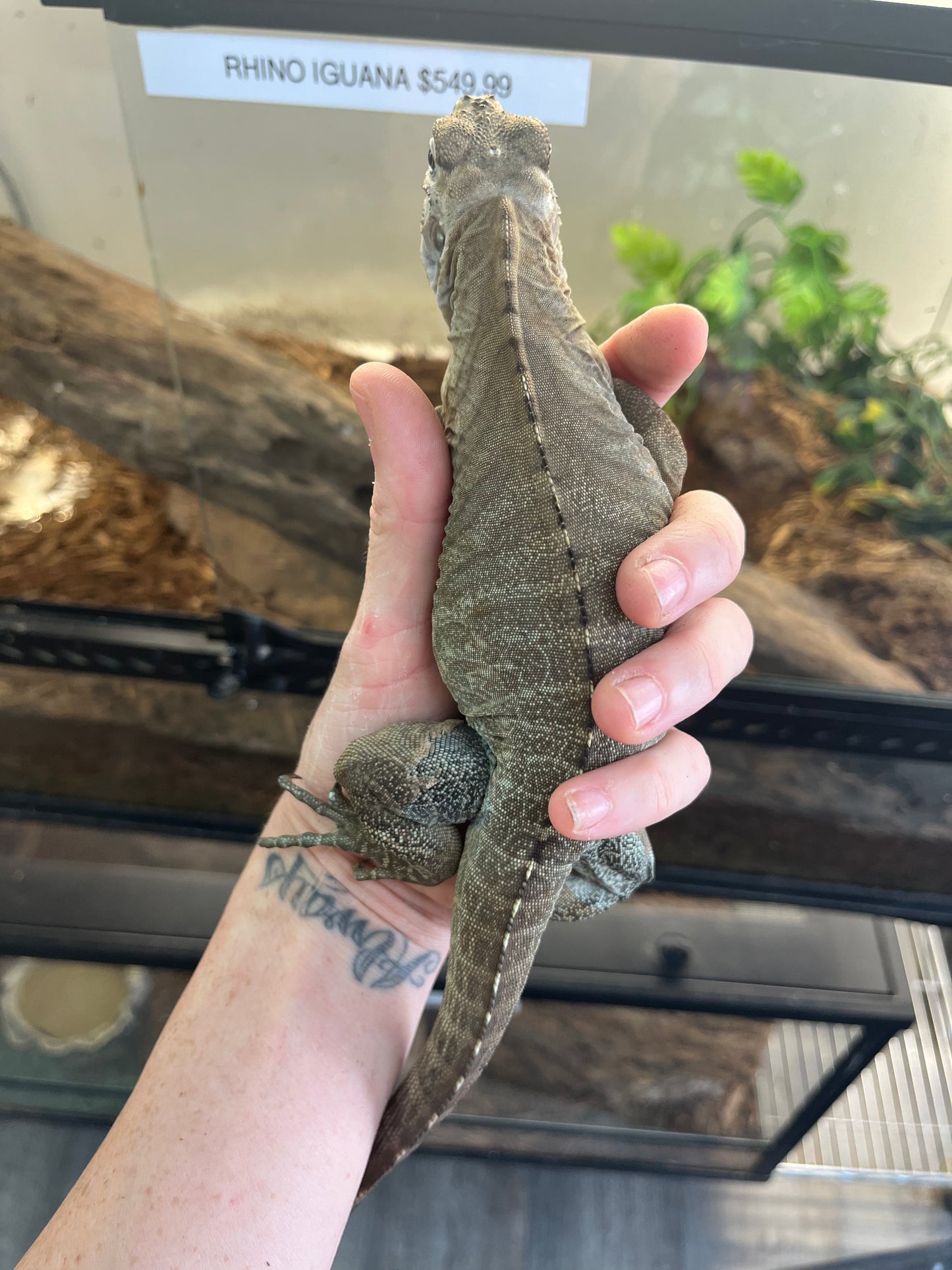 Rhino Iguana - Juvenile